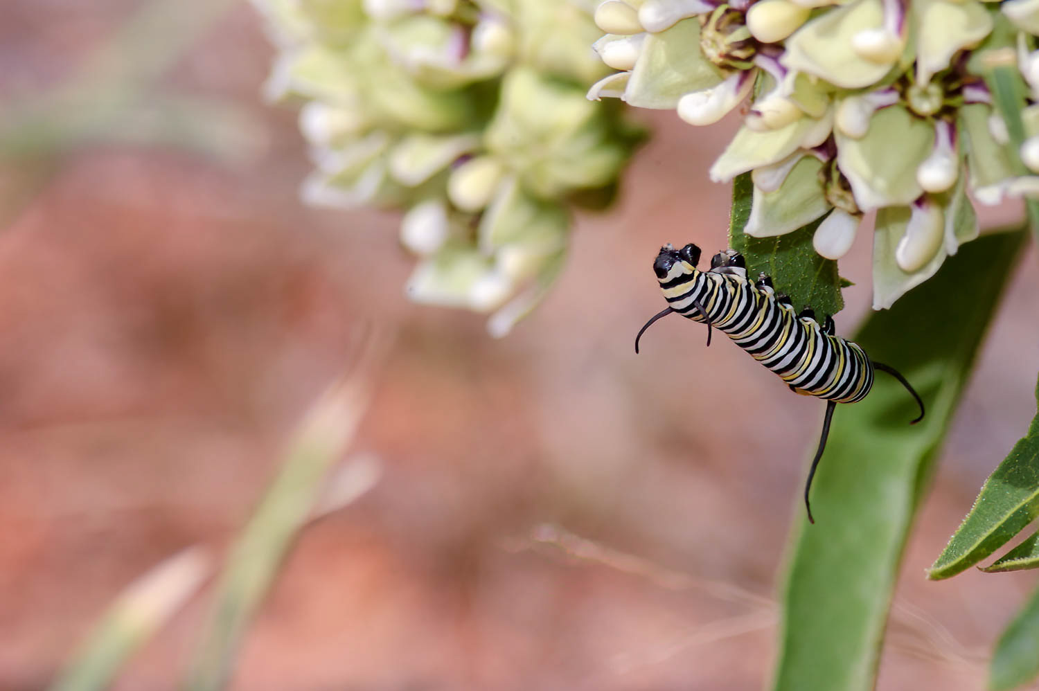Monarch Butterfly Cateroukkar (Danaus plexippus)