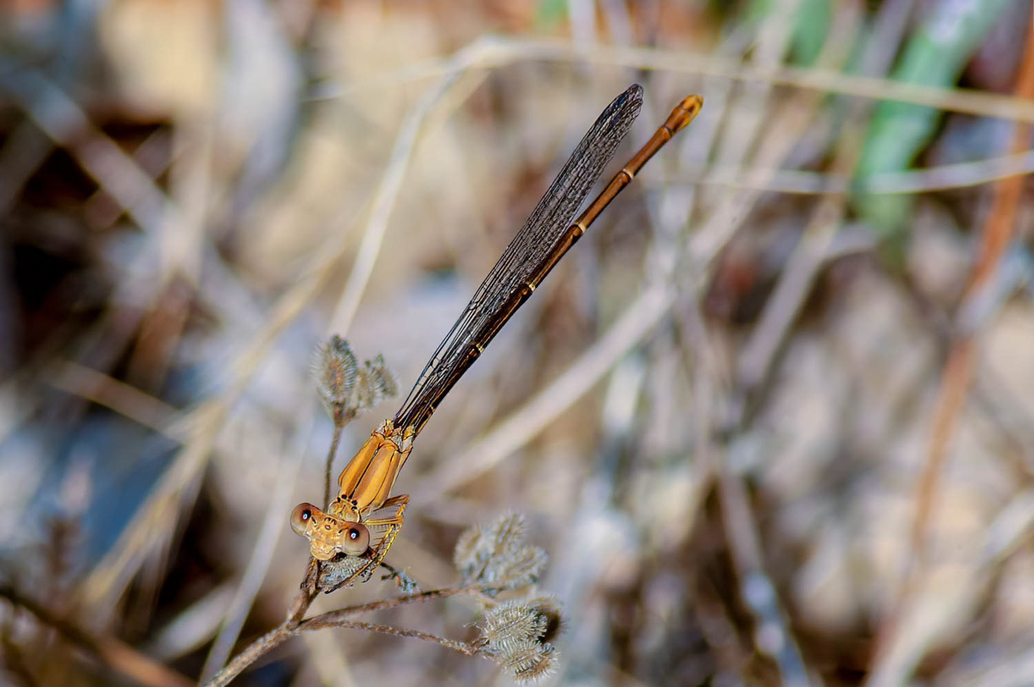 Blue-ringed Dancer (Argia sedula) Female