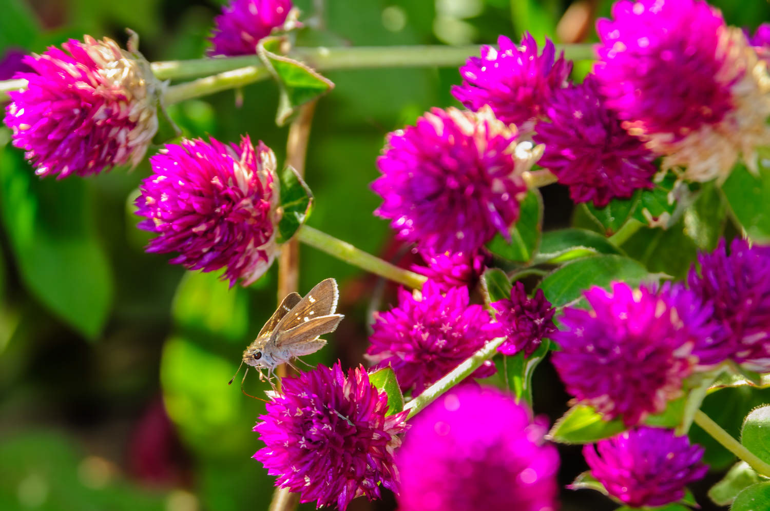 Eufala Skipper (Lerodea eufala)