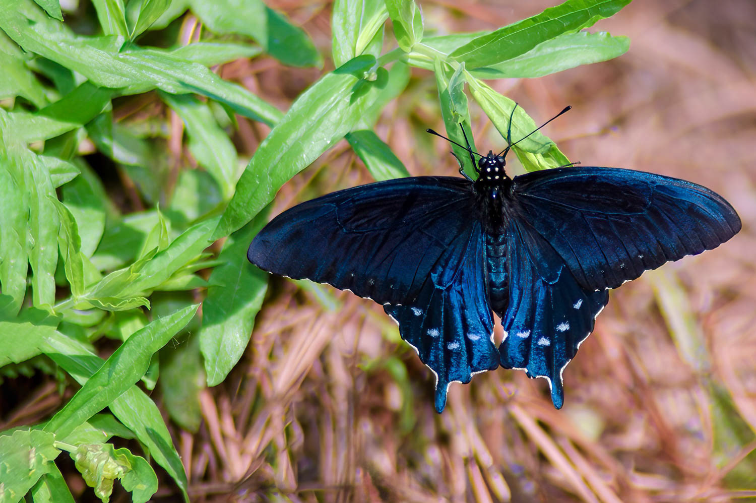 Pipevine Swallowtail Battus philenor)
