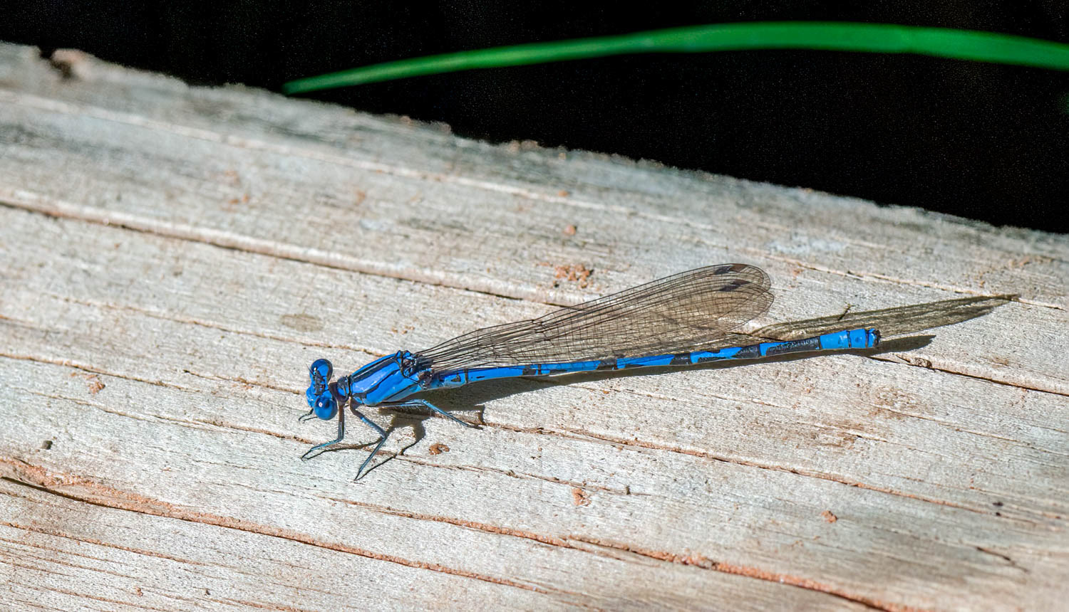 Variable Dancer (Argia fumipennis) Male