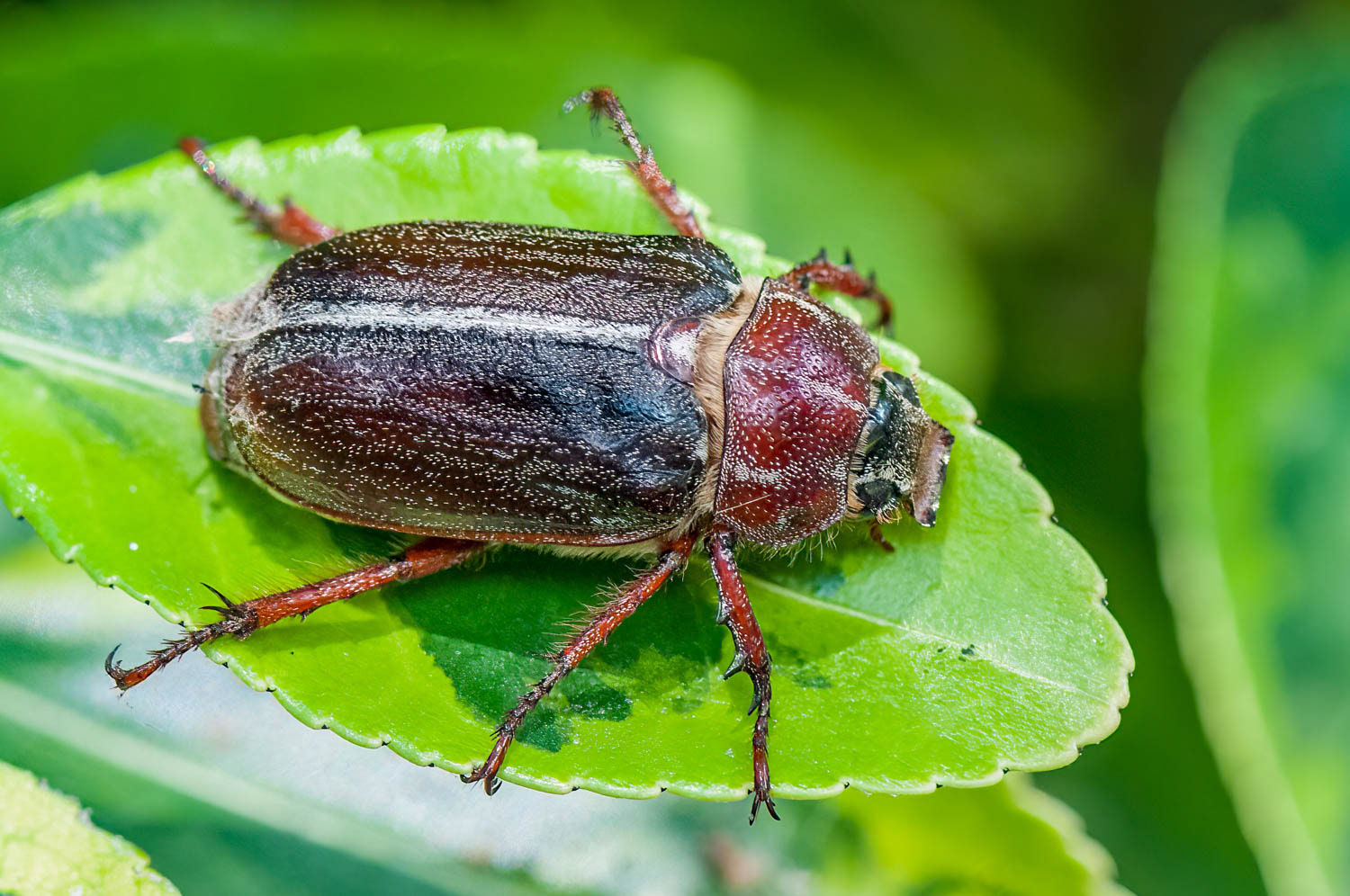 Hammond's Lined June Beetle (Polyphylla hammondi)