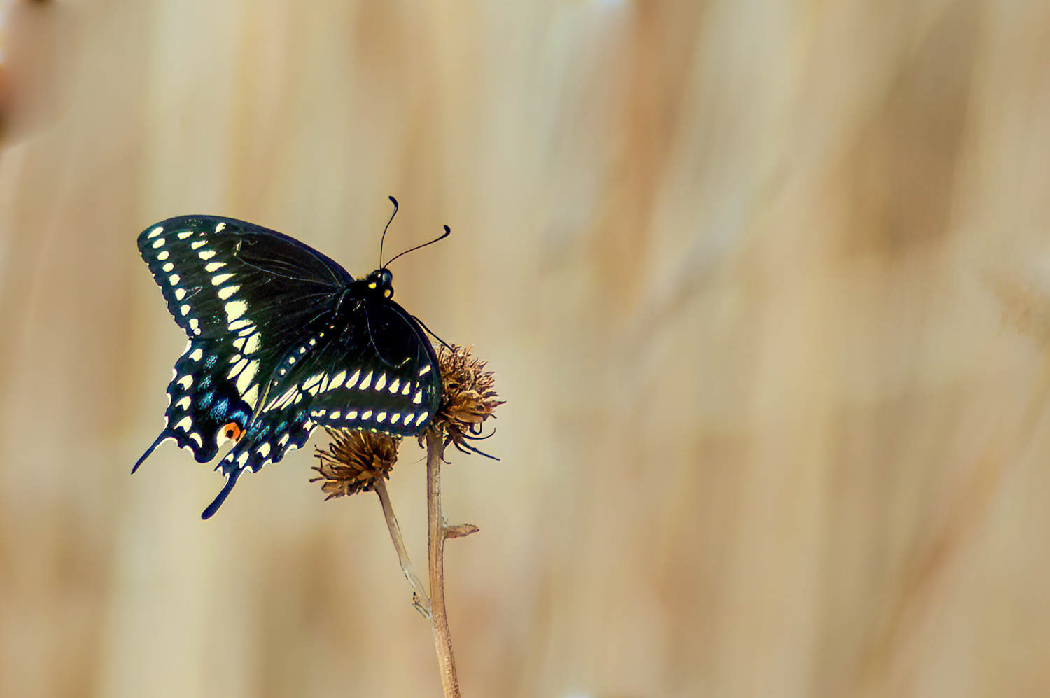 Black Swallowtail (Papilio polyxenes)
