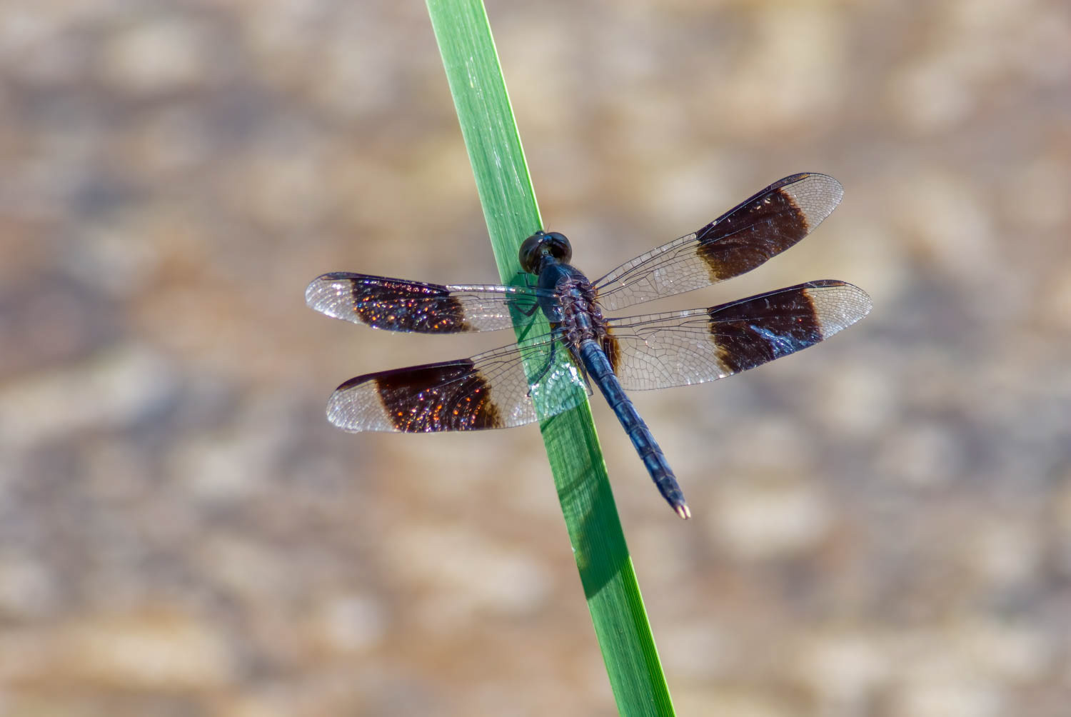Band-winged Dragonlet (Erythrodiplax umbrata)