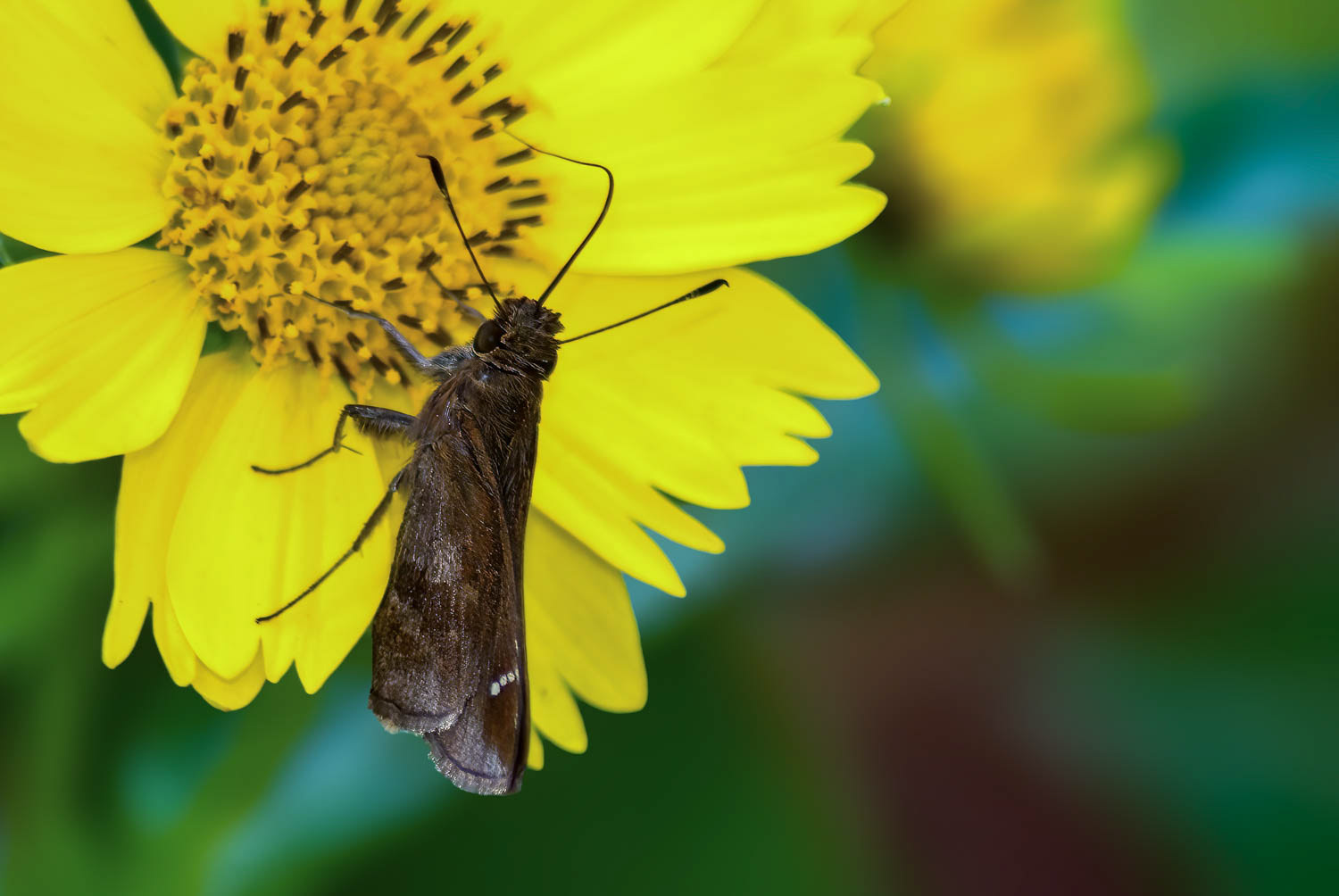 Dusted Skipper (Atrytonopsis hianna)