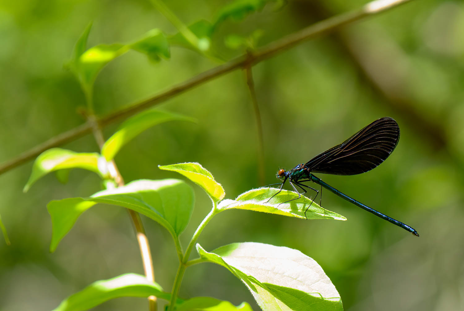 Ebony Jewelwing (Calopteryx maculata) Male