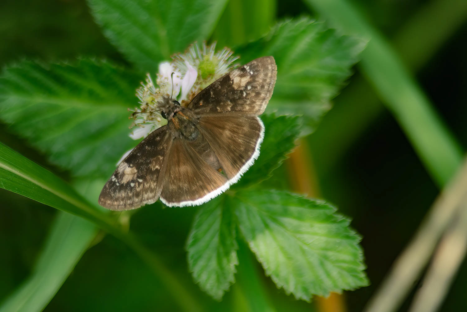 Funeral Duskywing ( Erynnis funeralis)