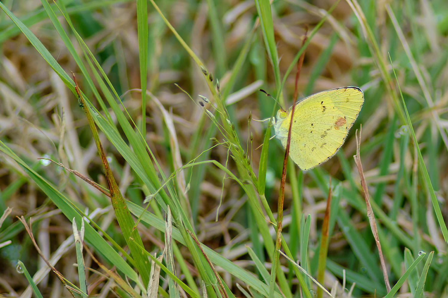 Little Yellow (Pyrisitia lisa)