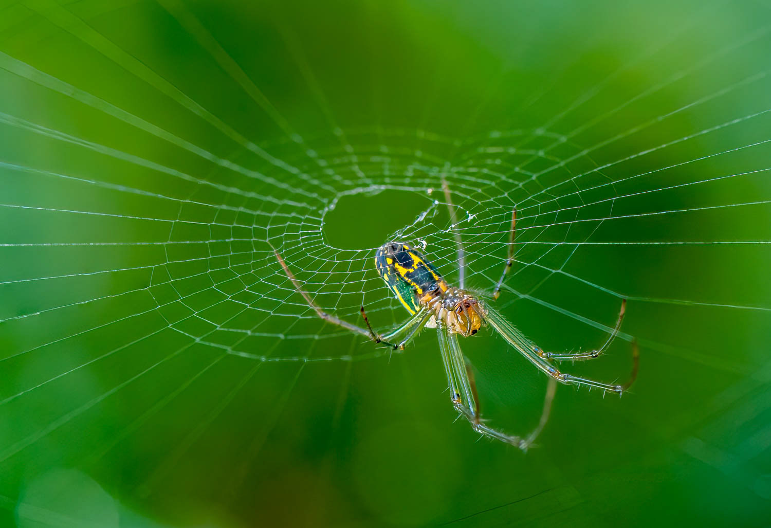 Orchard Orbweaver (Leucauge venusta)