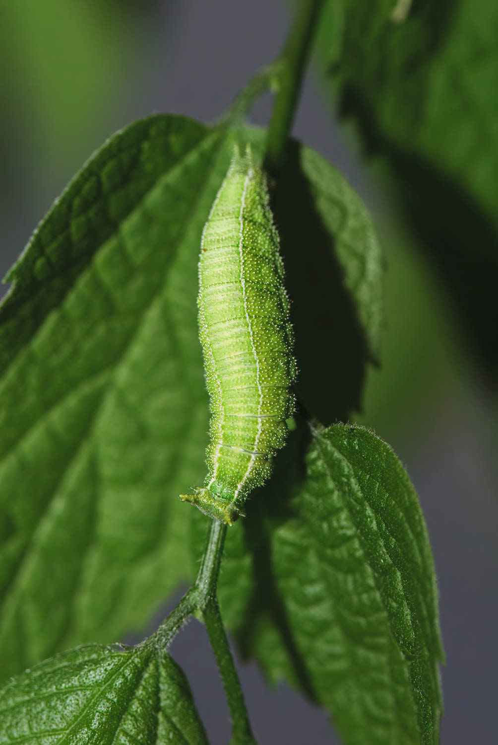 Tawny Emperor Caterpillar (Asterocampa clyton)