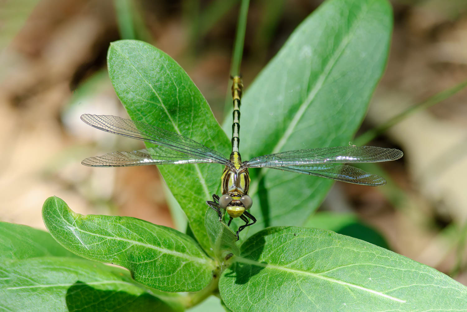 Sulphur-tipped Clubtail (Gomphus militaris)