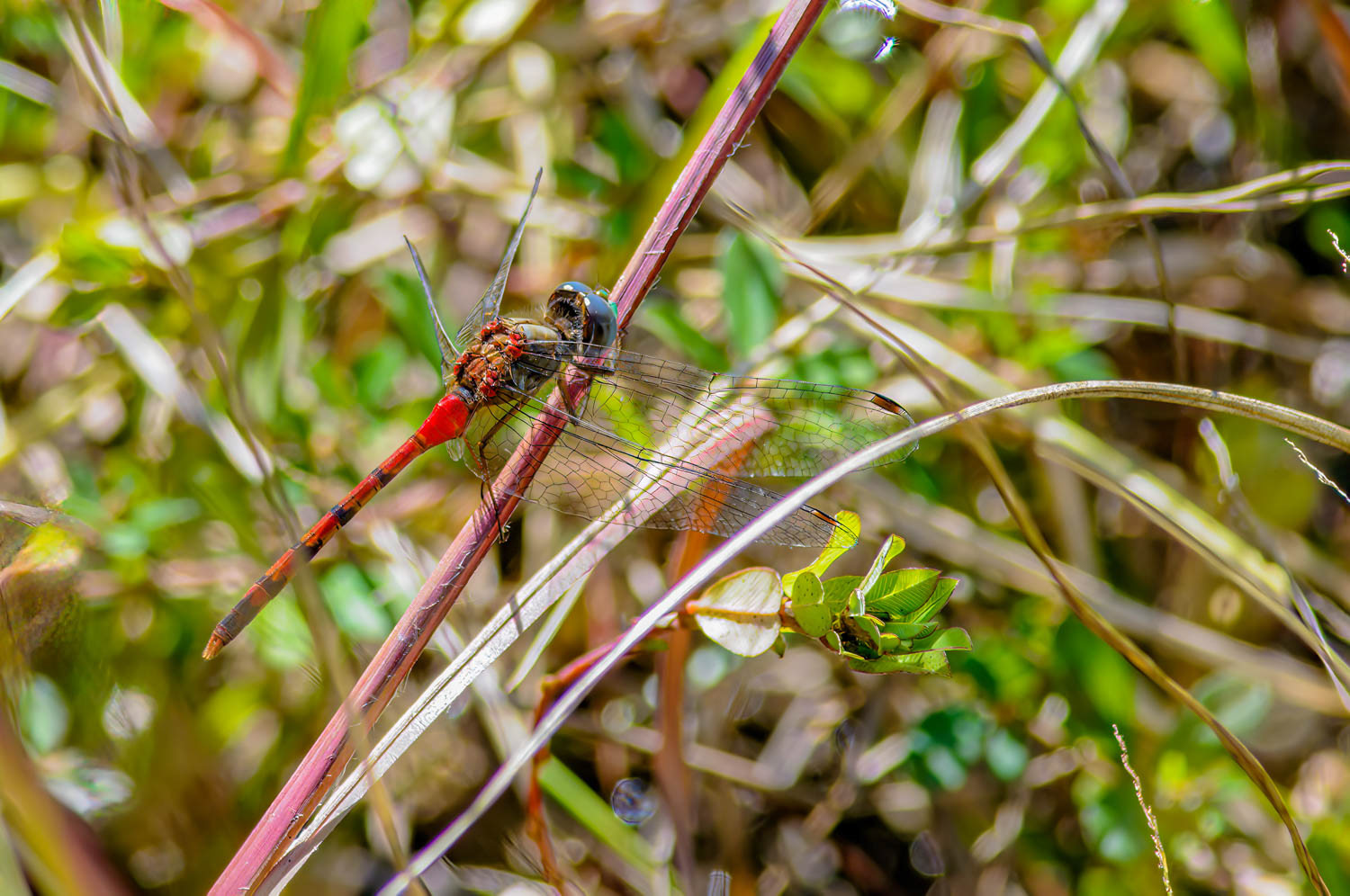 Yellow Legged Meadowhawk (Sympetrum vicinum)
