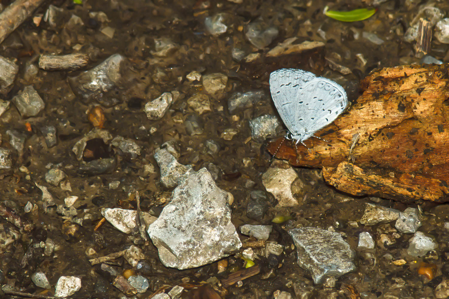 Spring Azure (Celastrina ladon)
