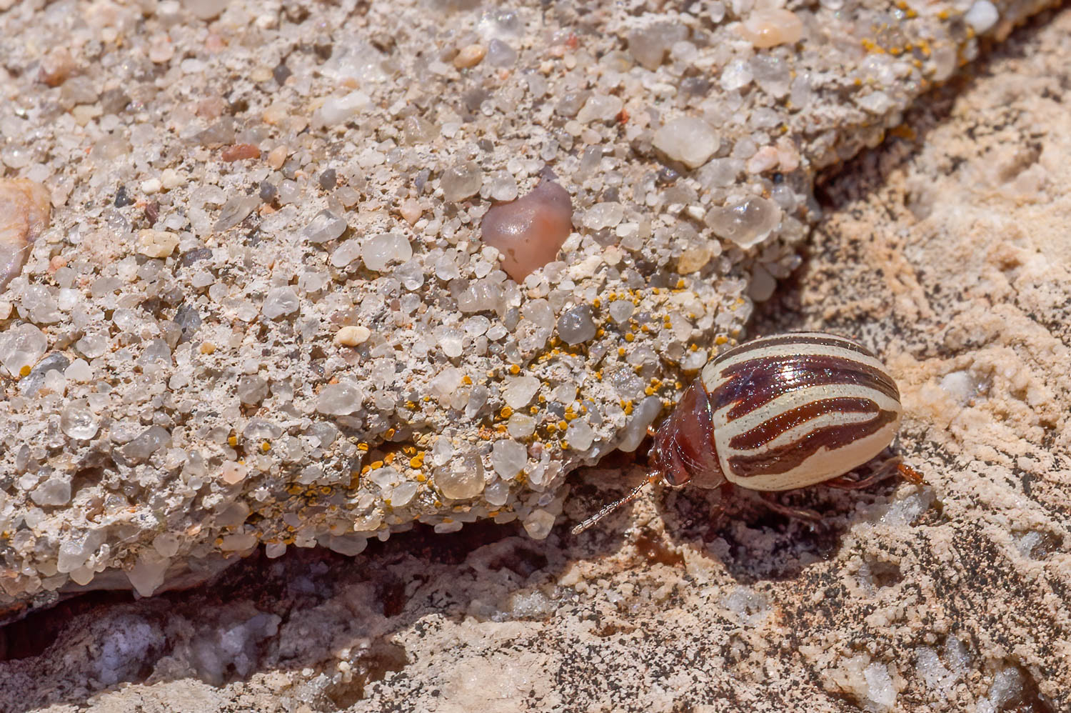 Colorado potato beetle (Leptinotarsa decemlineata)