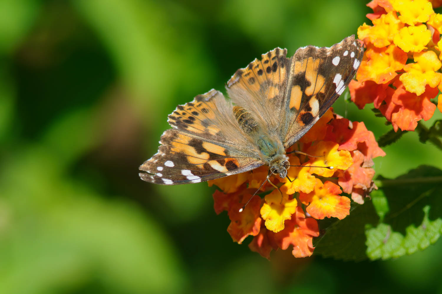 Paintes Lady (Vanessa cardui)