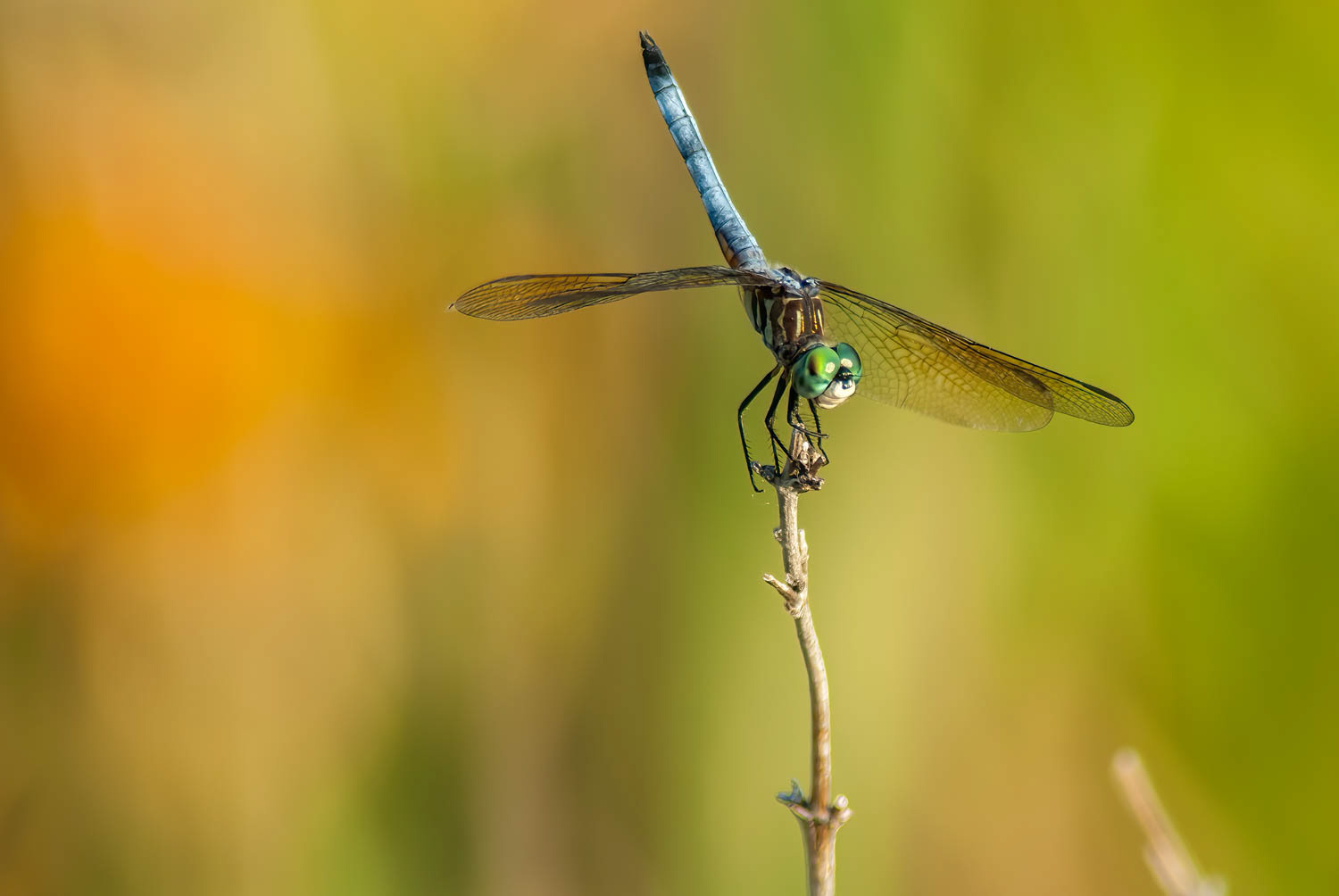 Blue Dasher (Pachydiplax longipennis)