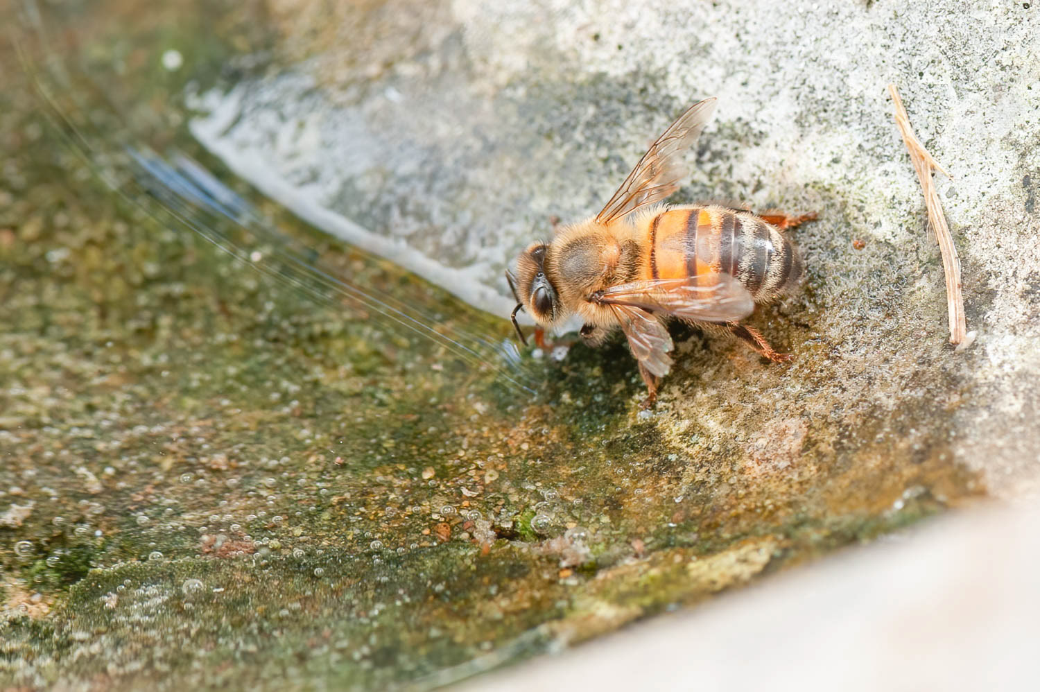 Western Honetbee (Apis meliffera)