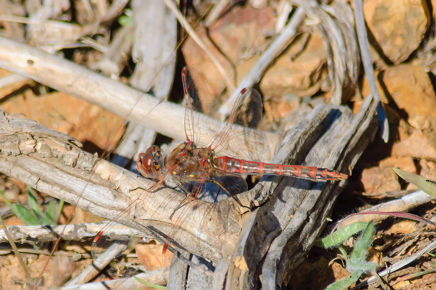Variegated Meadowhawk (Sympetrum corruptum) Male