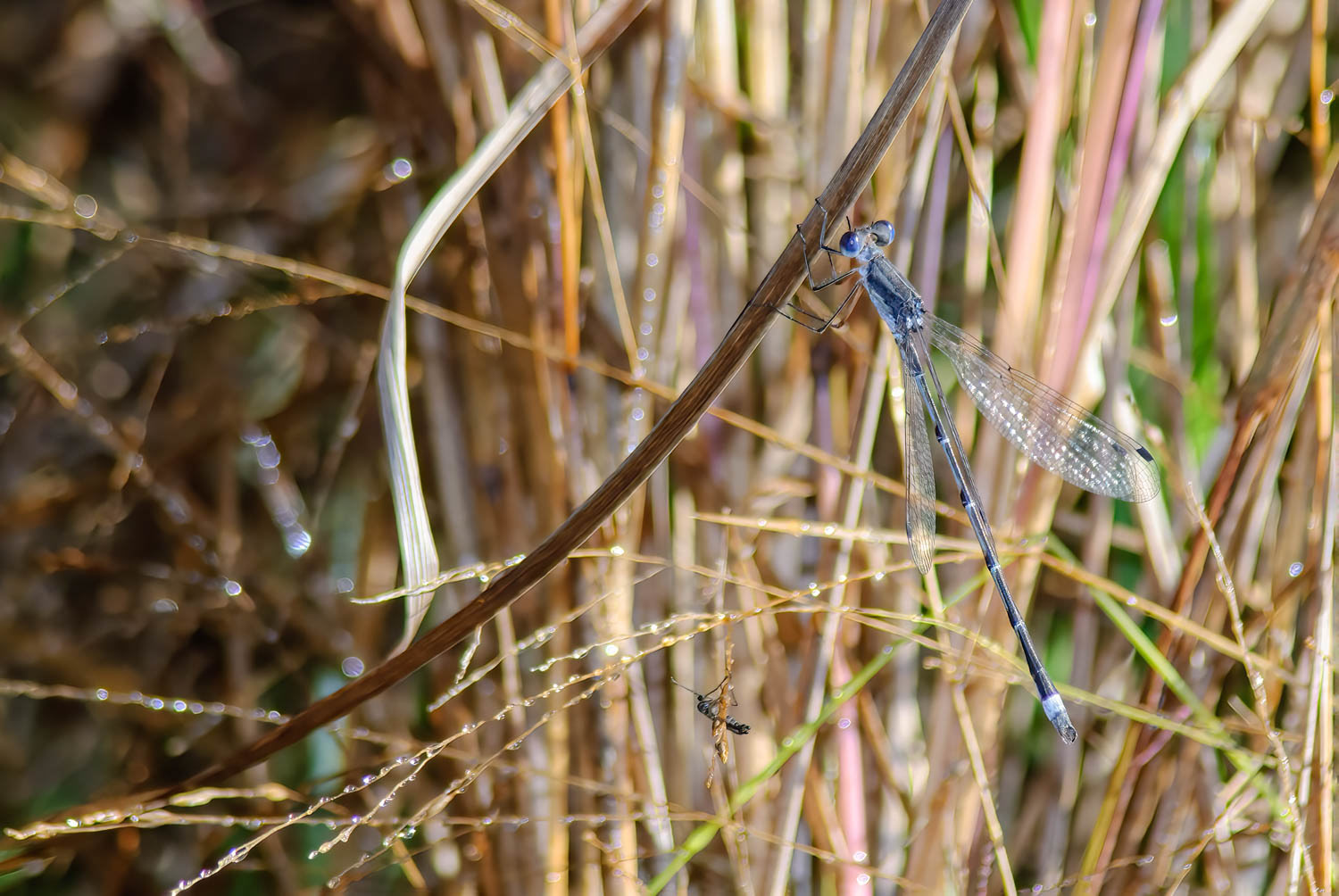 Southern Spreadwing (Lestes australis)