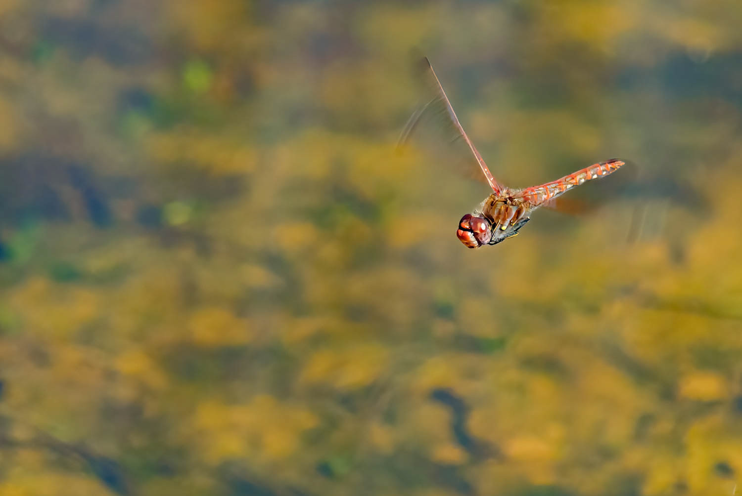 Variegated Meadowhawk (Sympetrum corruptum) Male