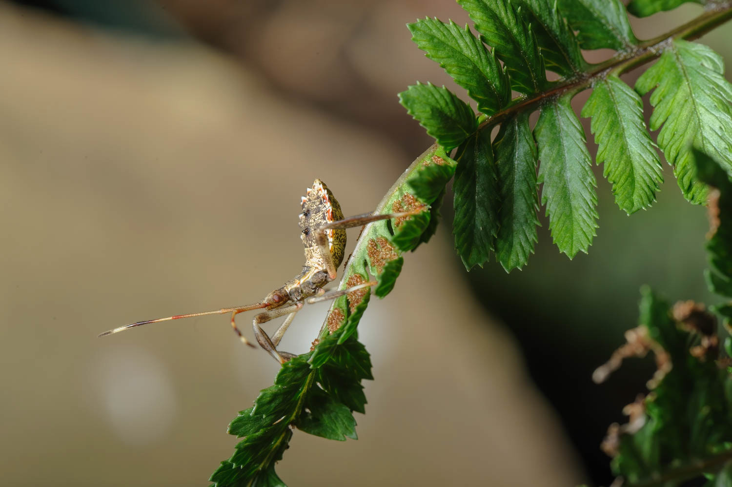 Leaf-footed Bug Nymph (Acanthocephala terminalis)