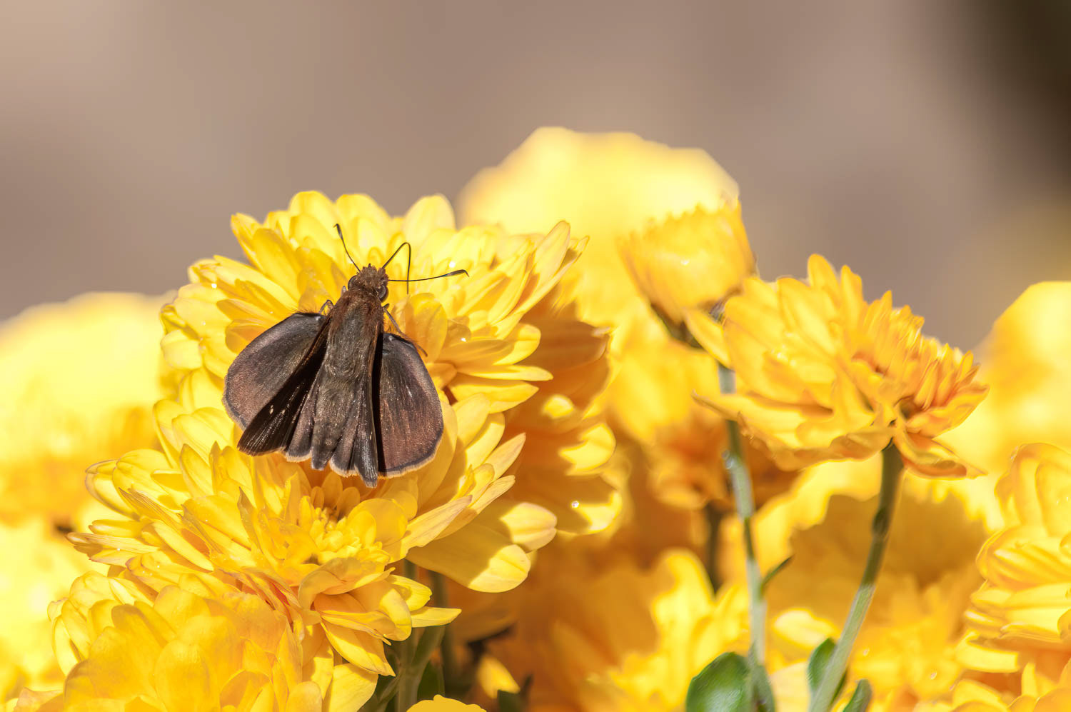 Dun Skipper Euphyes vestris