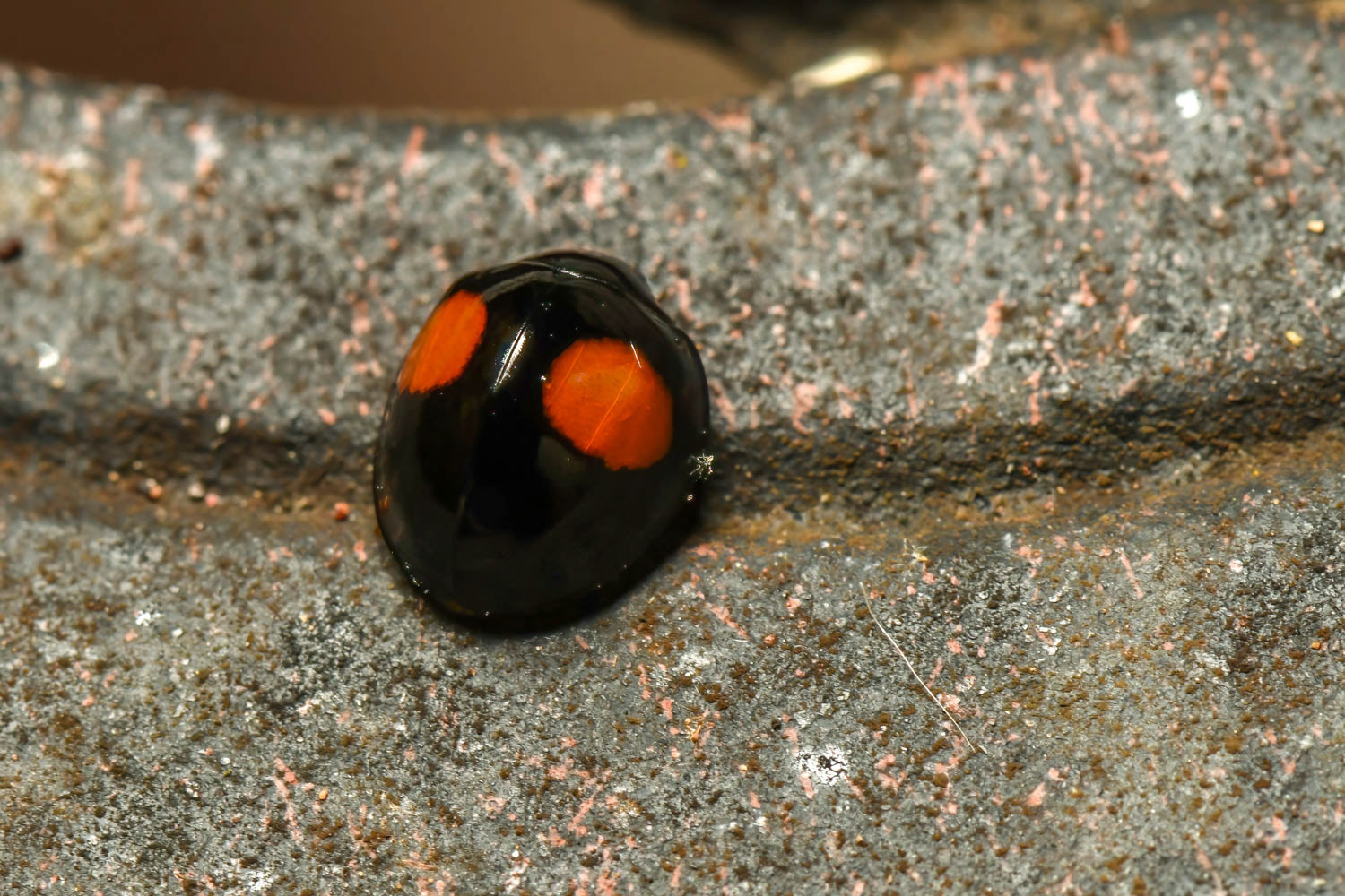 Twice-stabbed Lady Beetle (Chilocorus stigma)