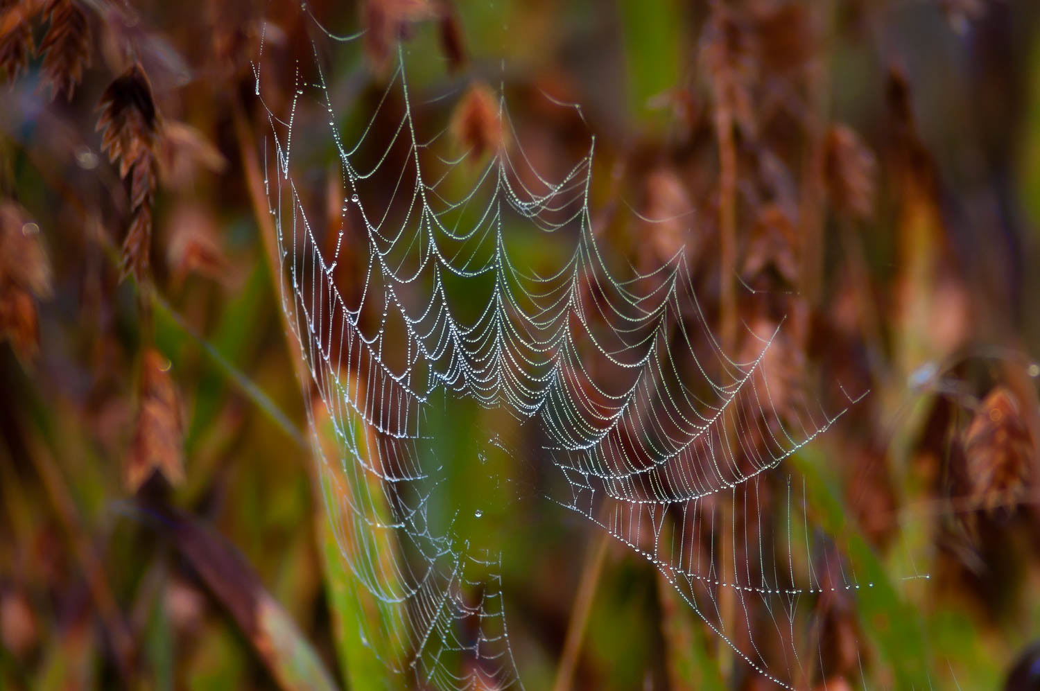 Orb Weaver Spider Web