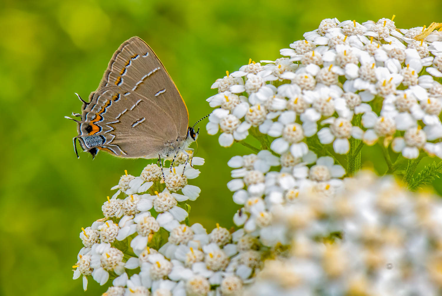 Soapberry Hairstreak (Phaeostrymon alcestis)