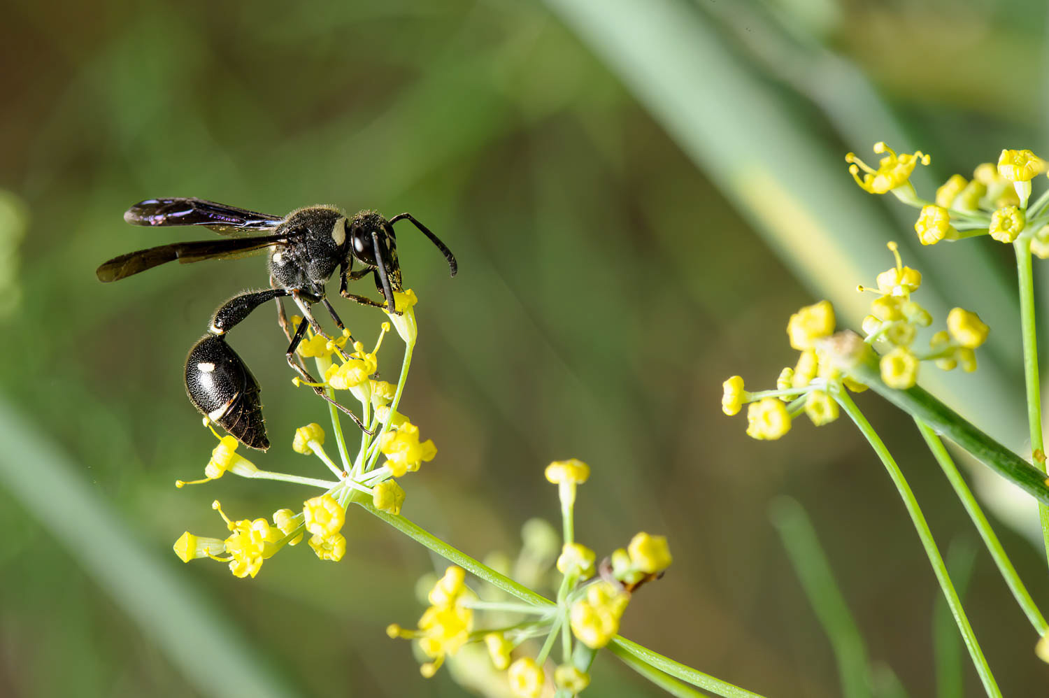 Potter Wasp (Eumenes fraternus )