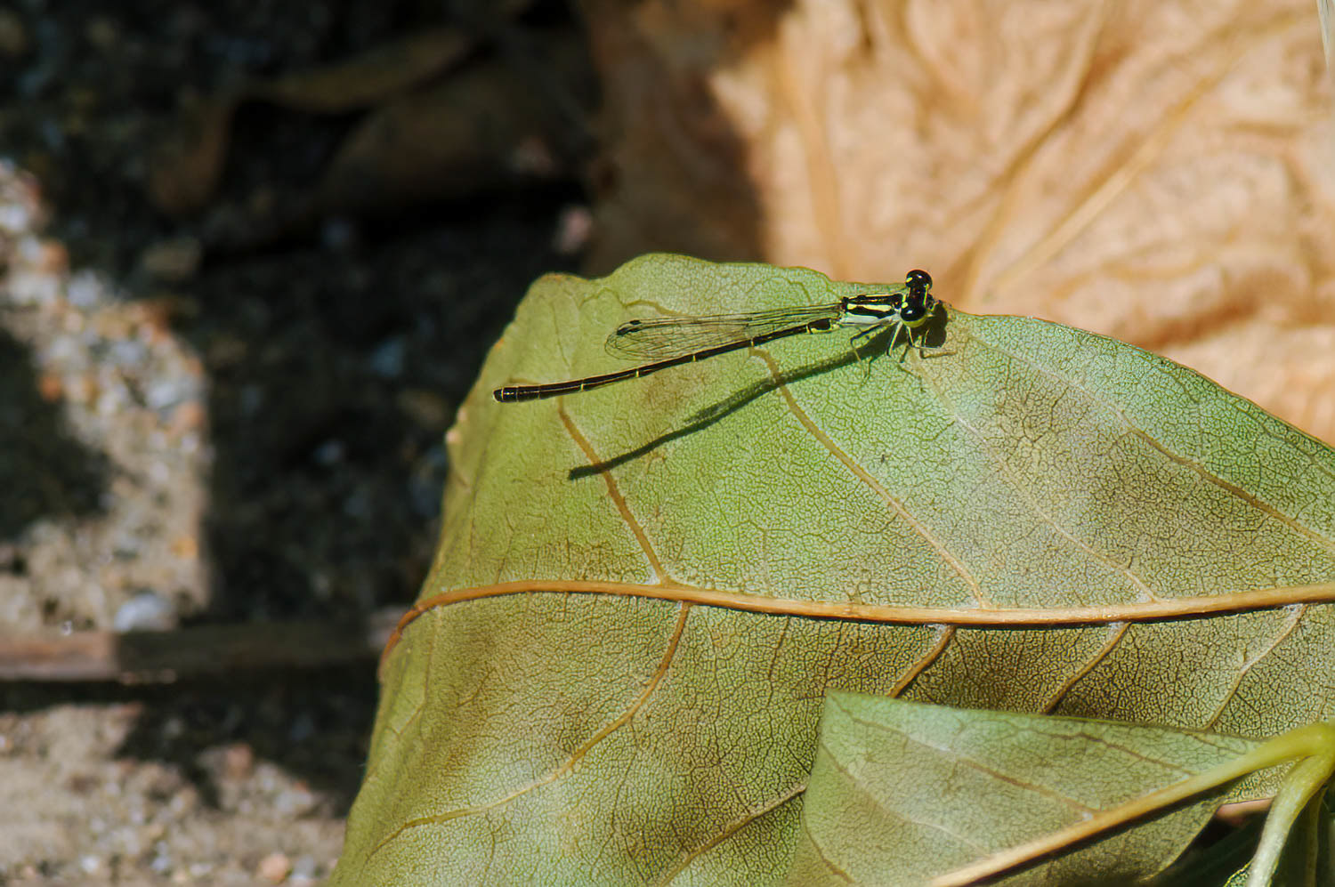 Fragile Forktail (Ischnura posita)