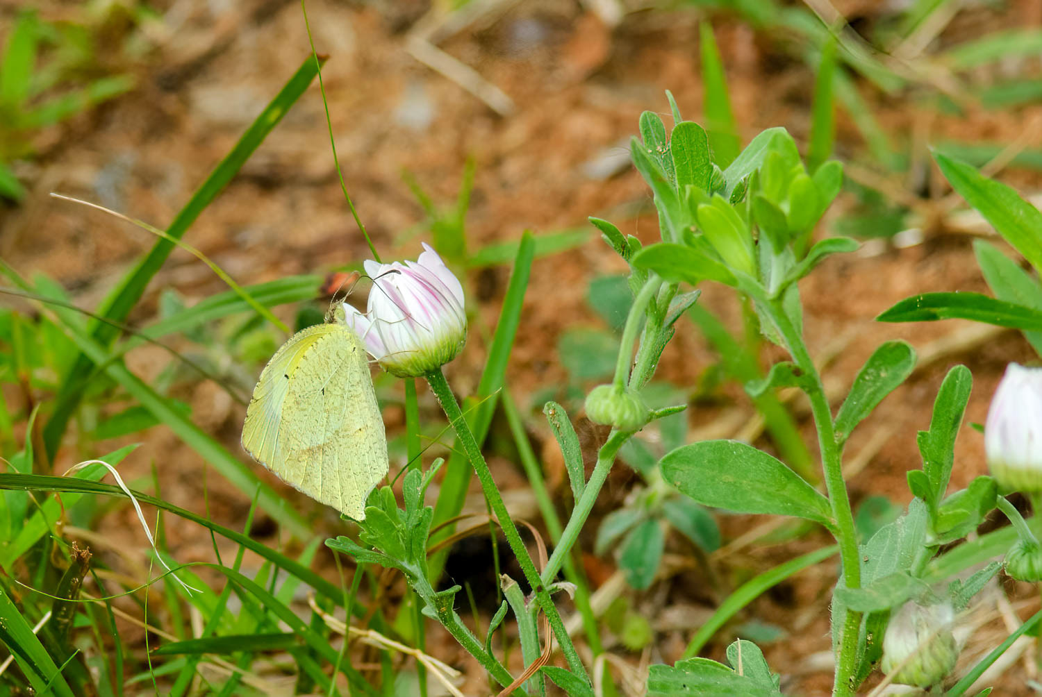 Mexican Yellow (Eurema mexicana)