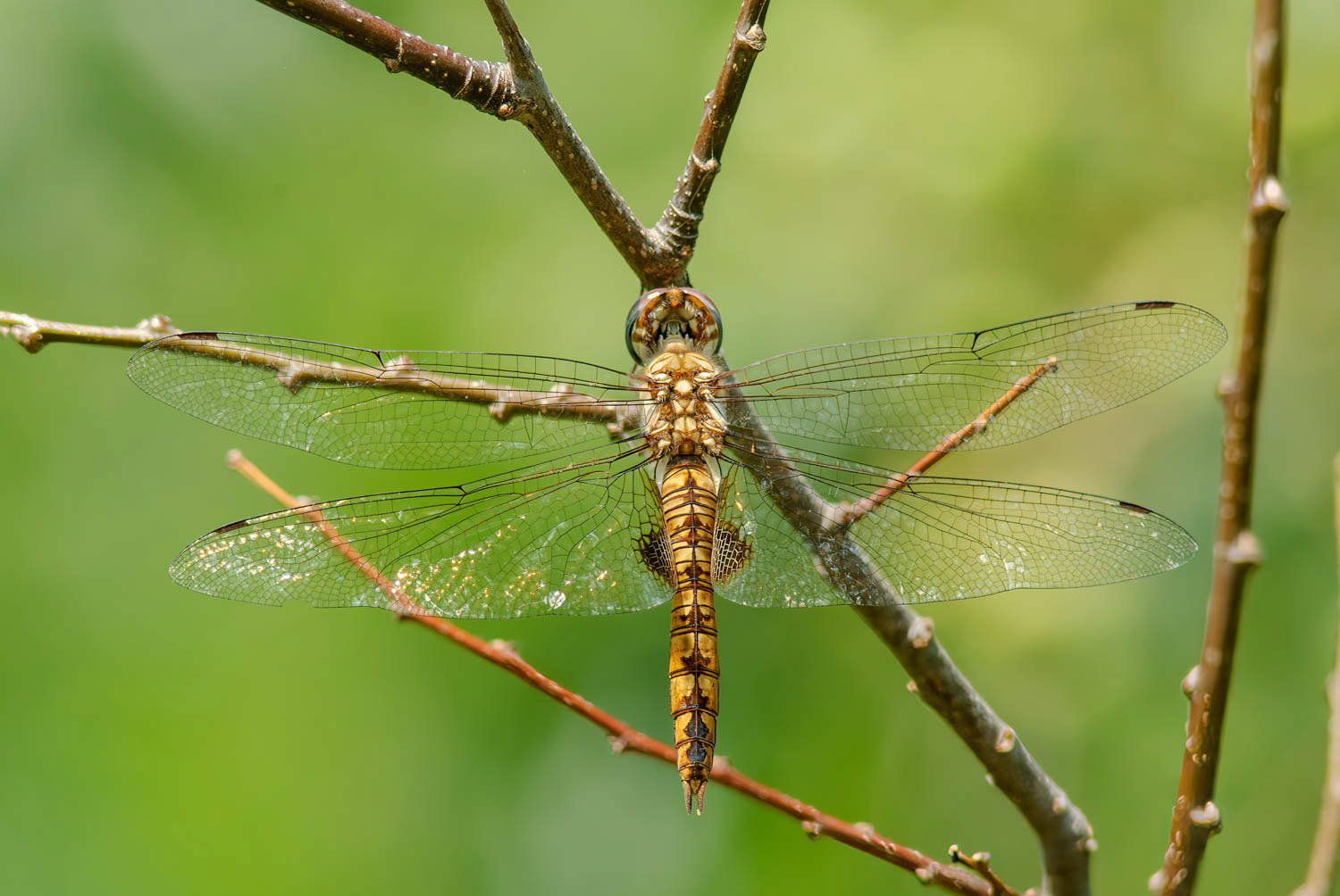 Spot-winged Glider (Pantala hymenaea)