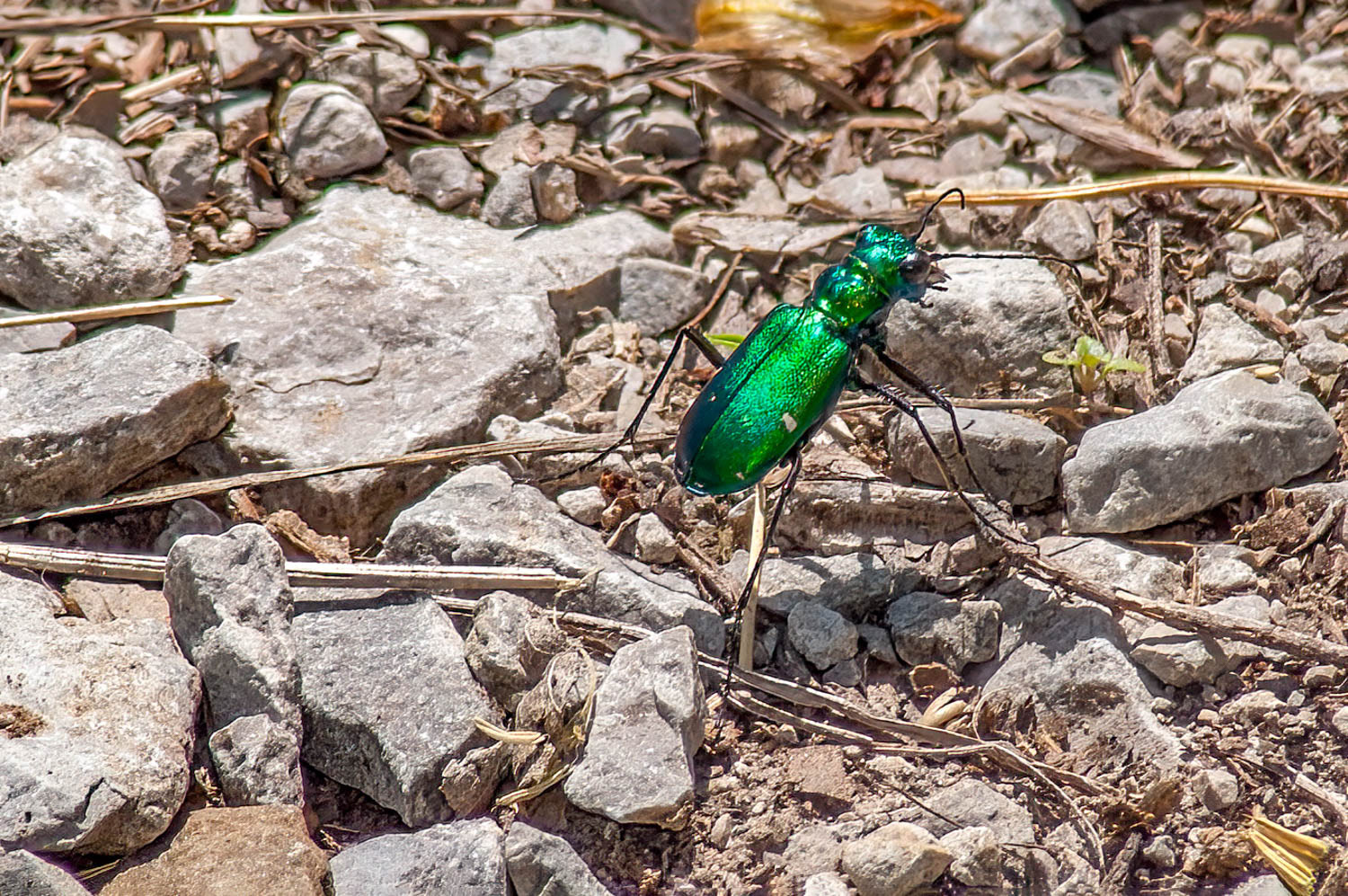 Six-spotted Tiger Beetle