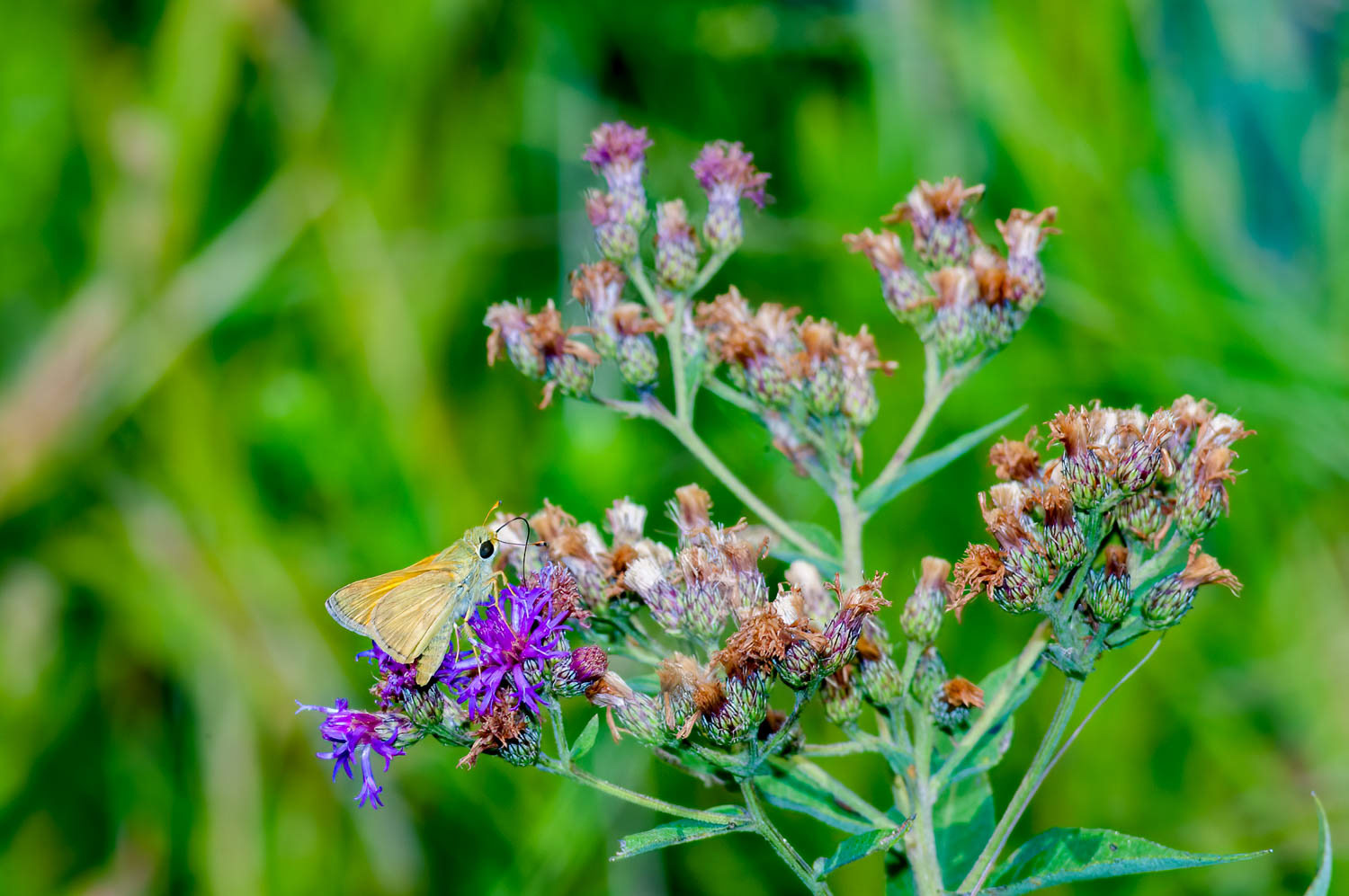 Sachem Skipper (Atalopedes campestris)