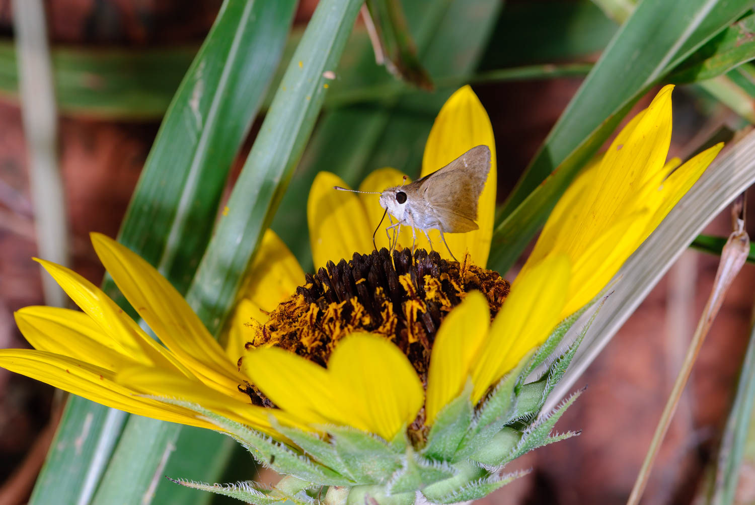 Dun Skipper Euphyes vestris