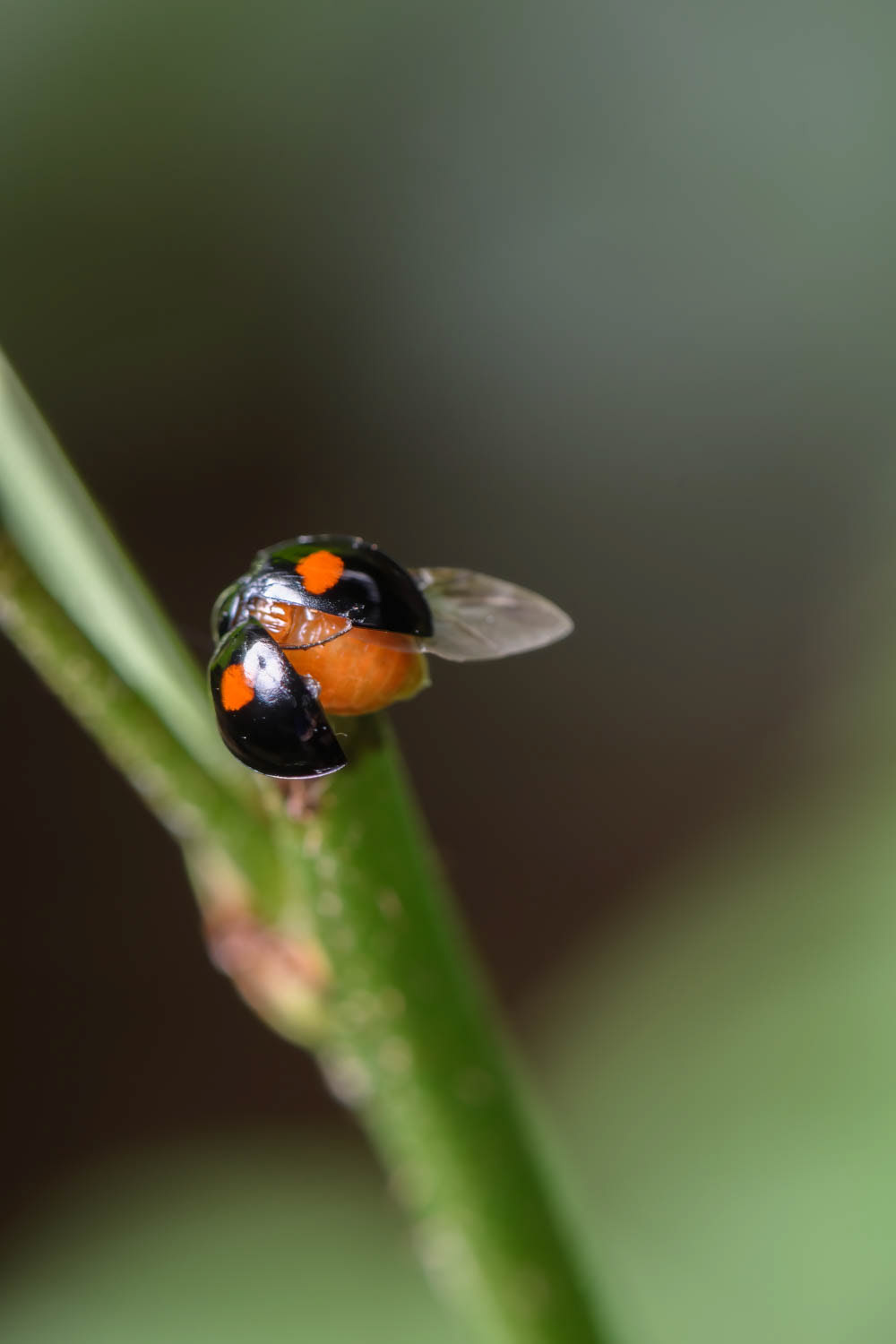 Twice-stabbed Lady Beetle (Chilocorus stigma)