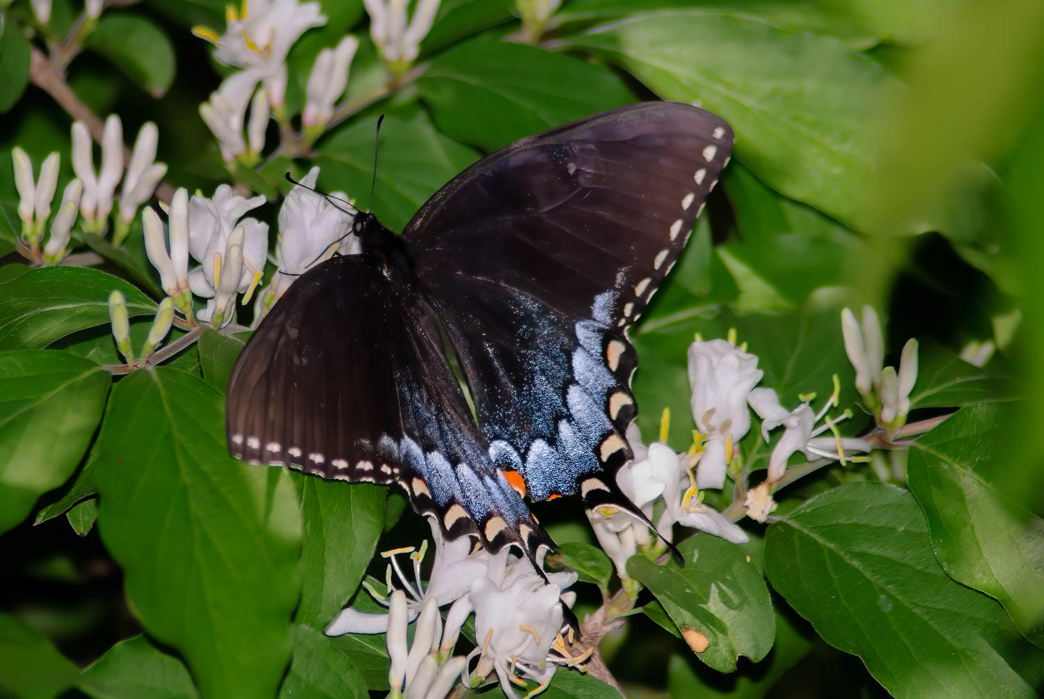 Spicebush Swallowtail (Pterourus troilus)