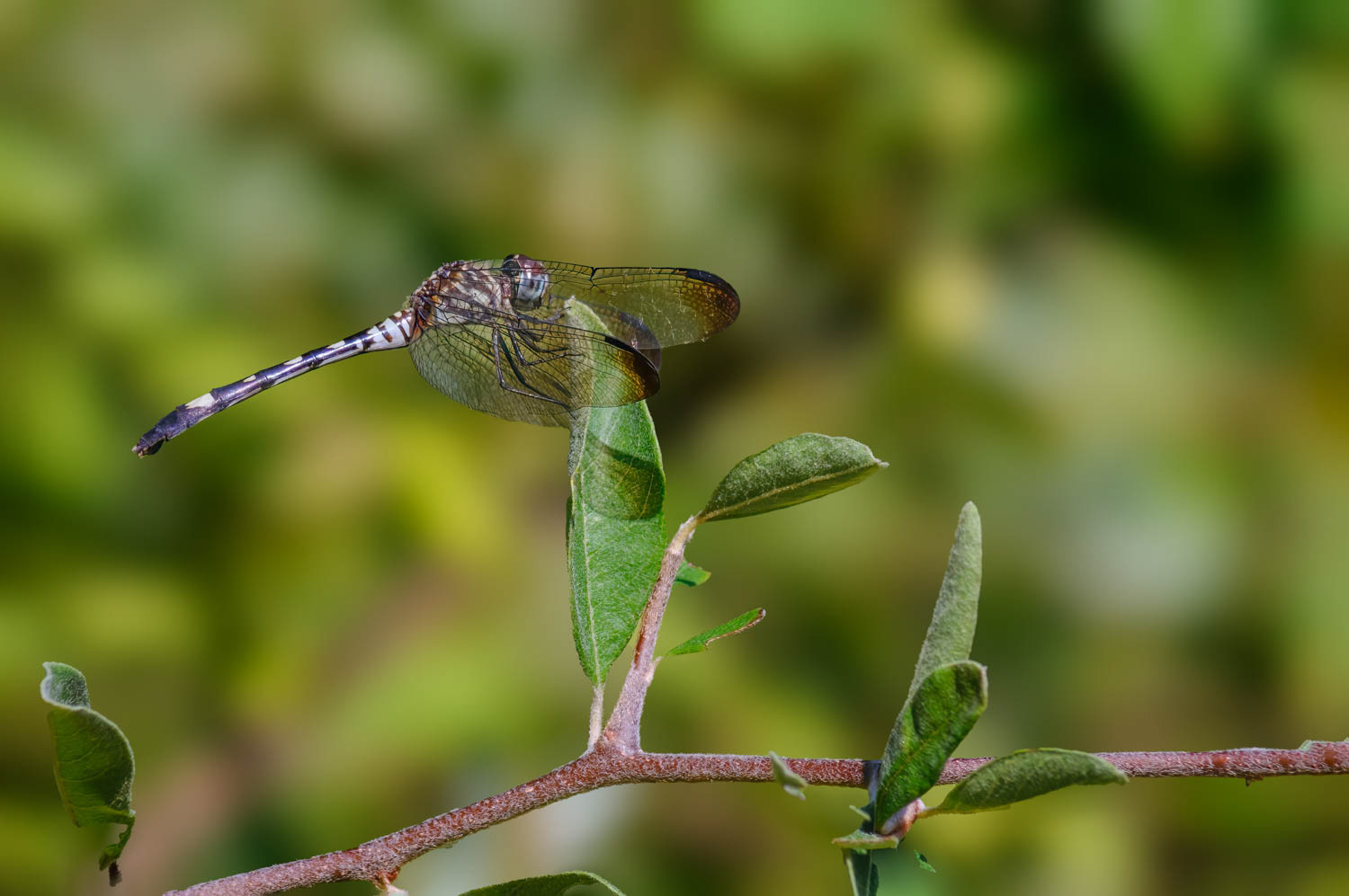 Checkered Setwing (Dythemis fugax) Female