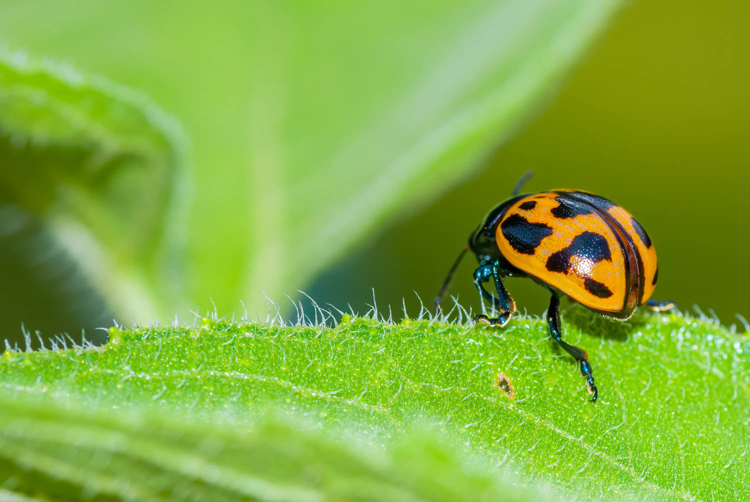 Willow Leaf Beetle (Chrysomela vigintipunctata)