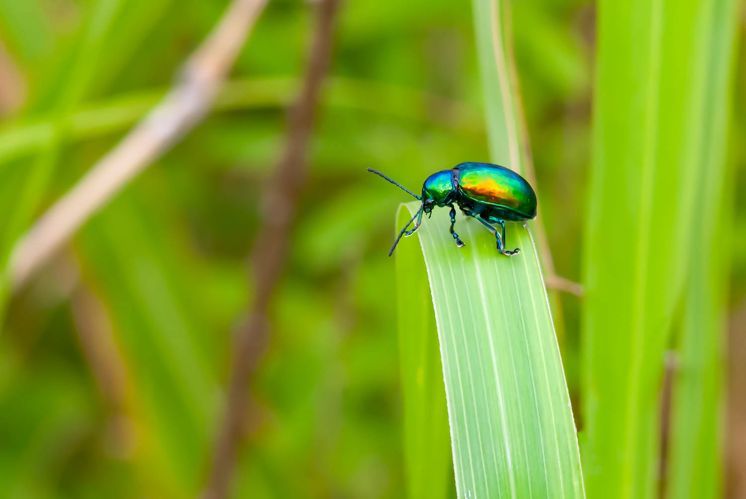 Dogbane Leaf Beetle (Crhysochus auratus