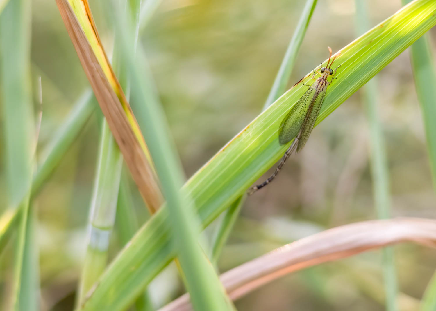 Ant Lion (Myrmeleon sp.)