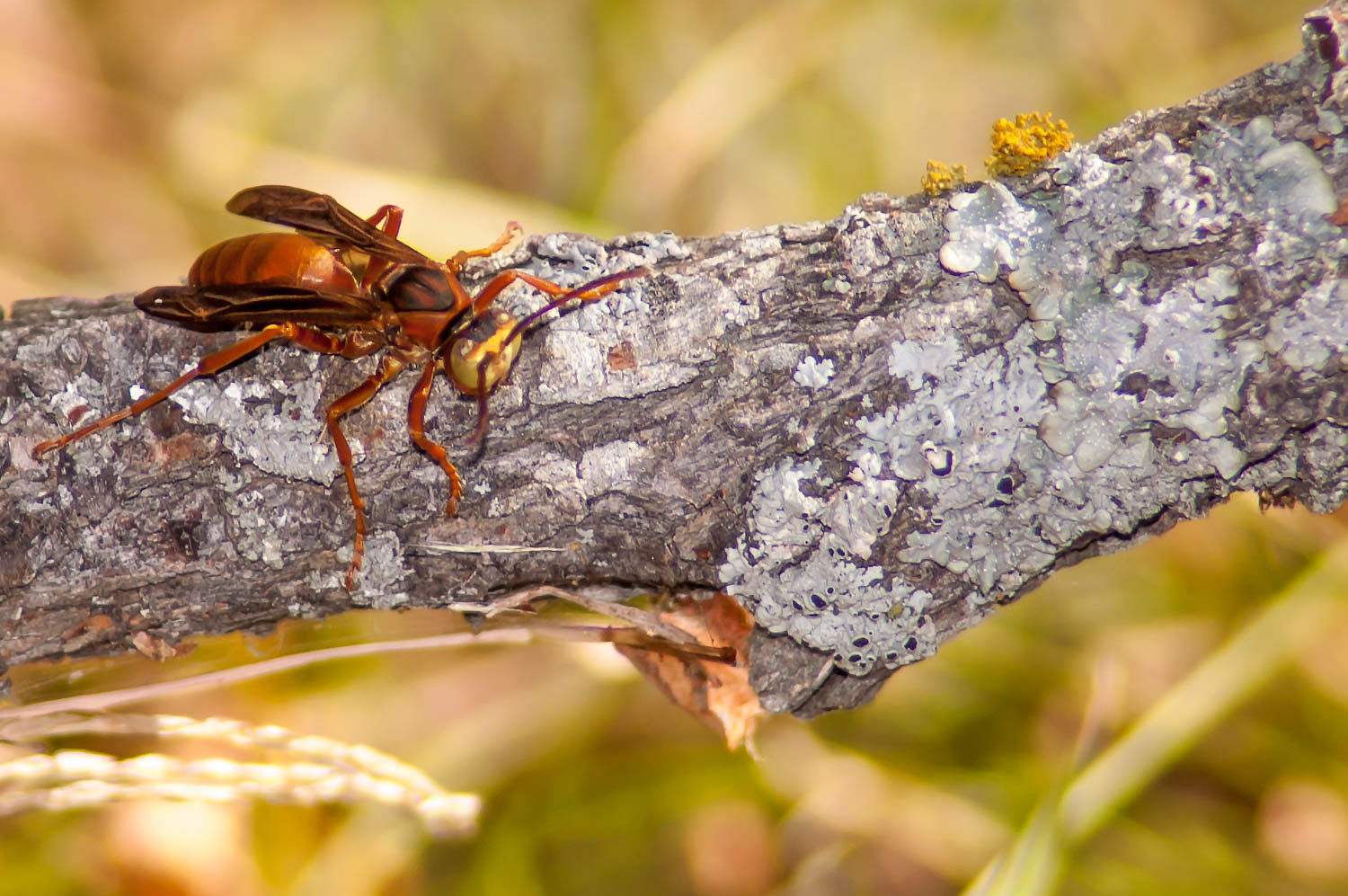 Red Wasp (Polistes rubiginosus