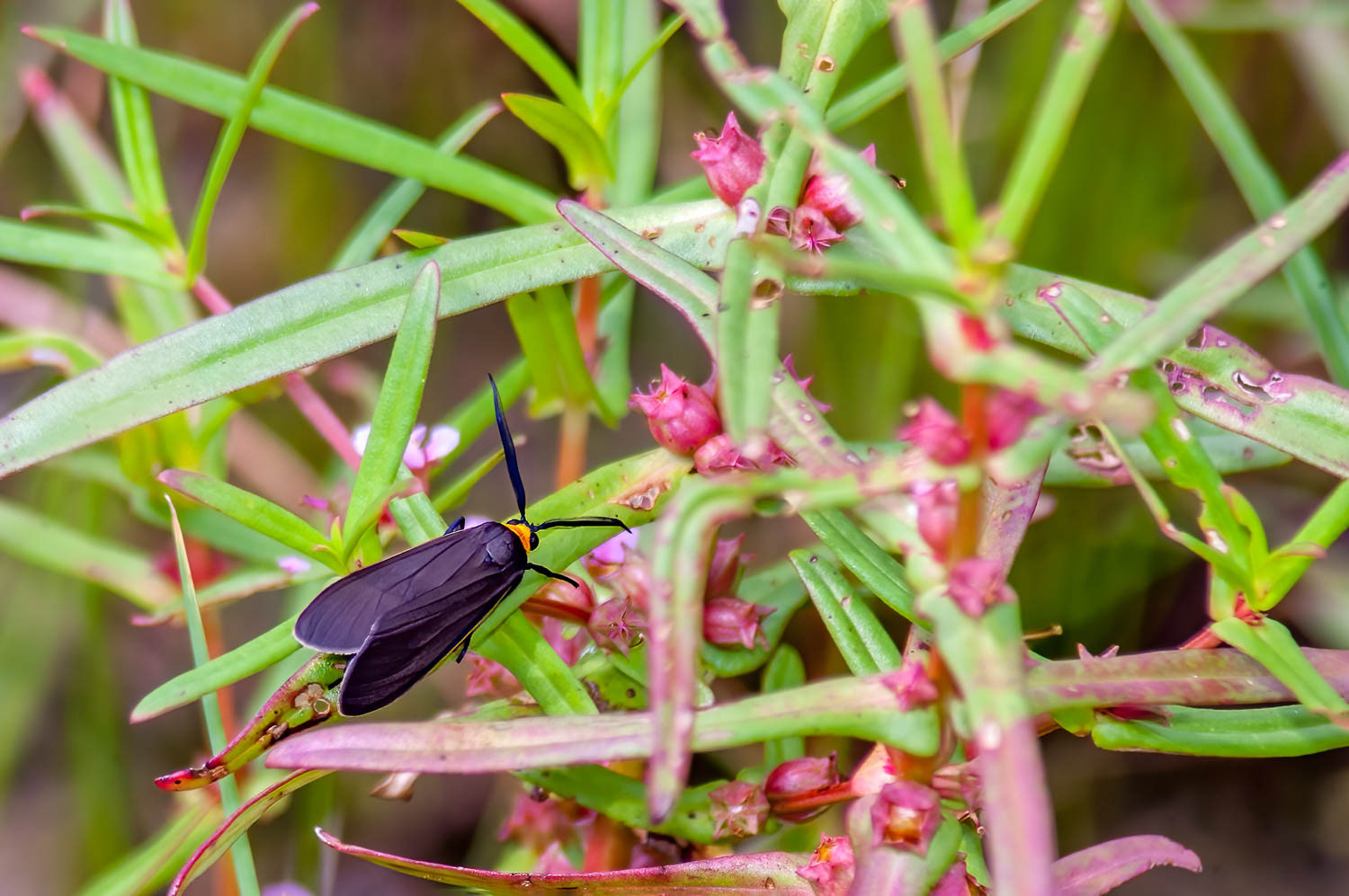 Yellow-collared Scape Moth (Cisseps fulvicollis)