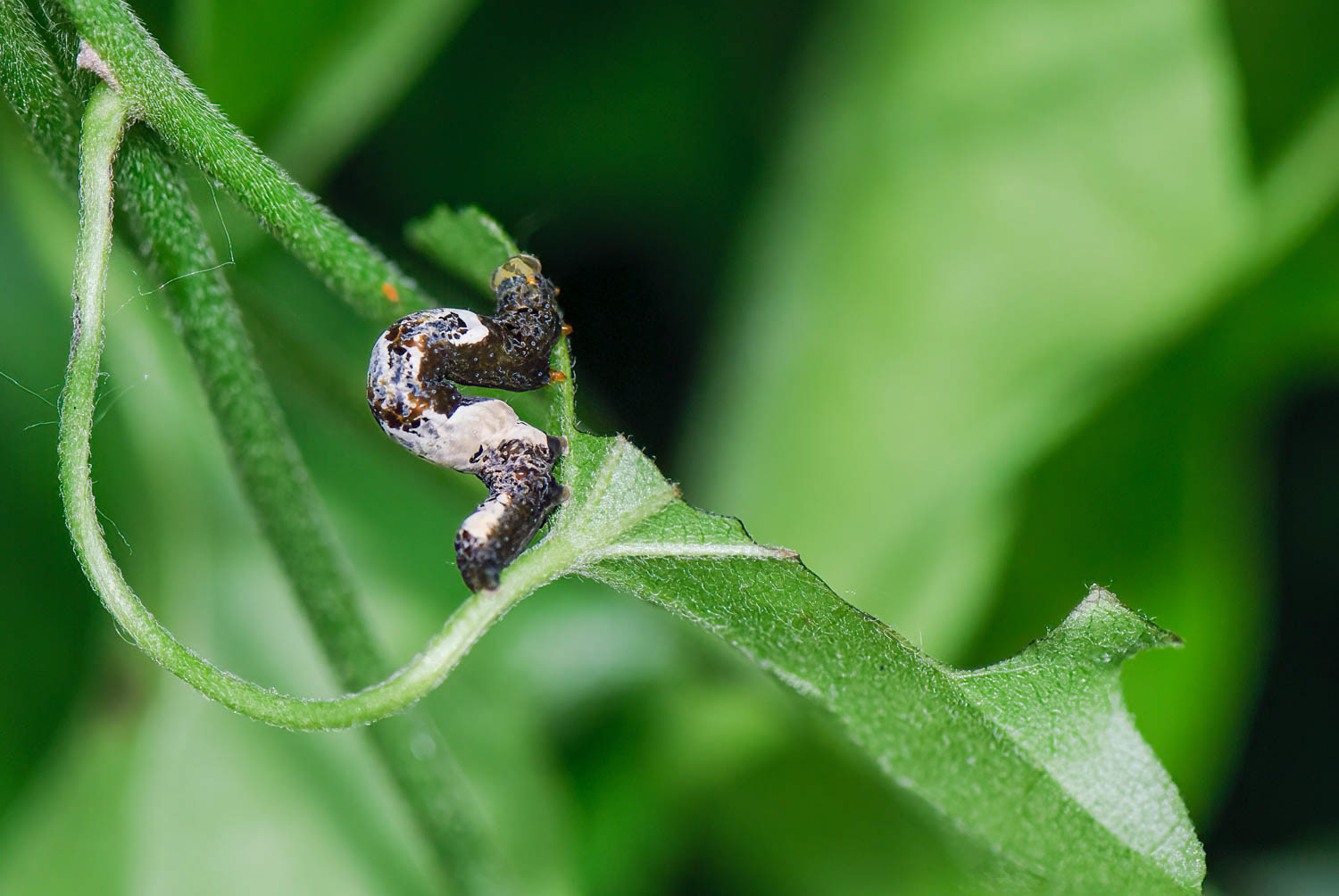 Moonseed Moth (Plusiodonta compressipalpis)
