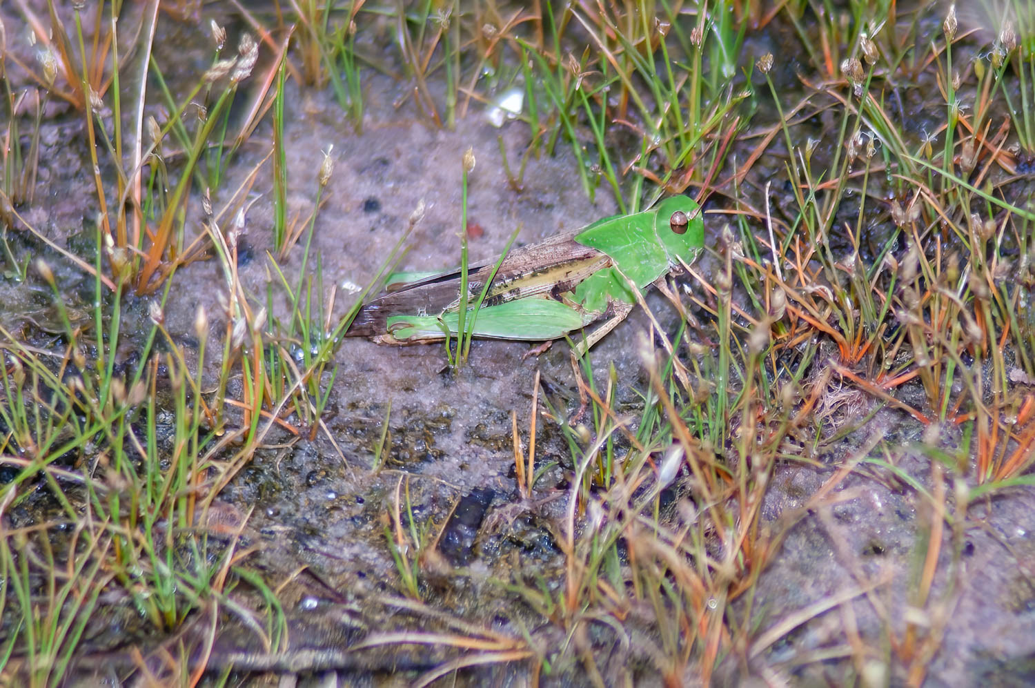 Green Striped Grasshopper (Chortophaga viridifasciata)