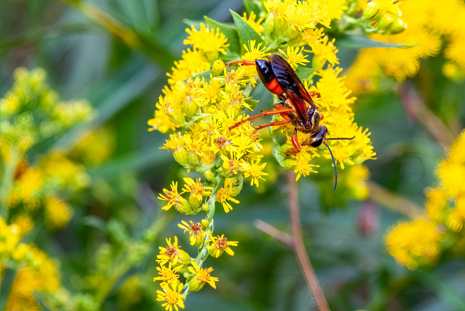 Golden Digger Wasp ( (Sphex ichneumoneus)