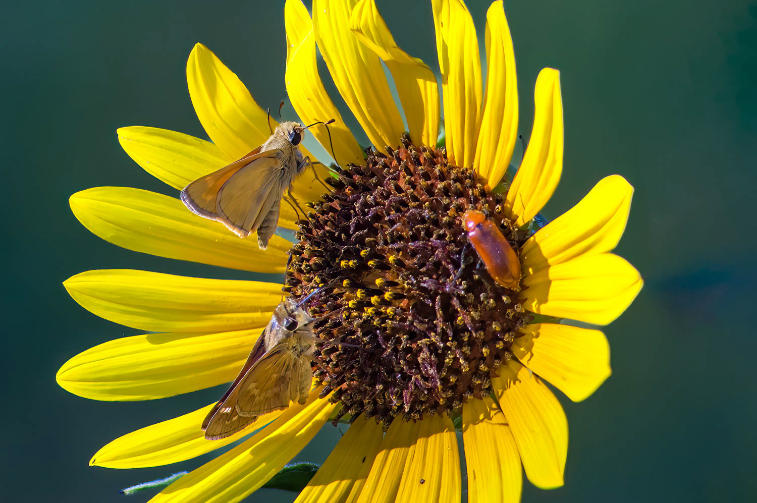 Sachem Skipper (Atalopedes campestris)