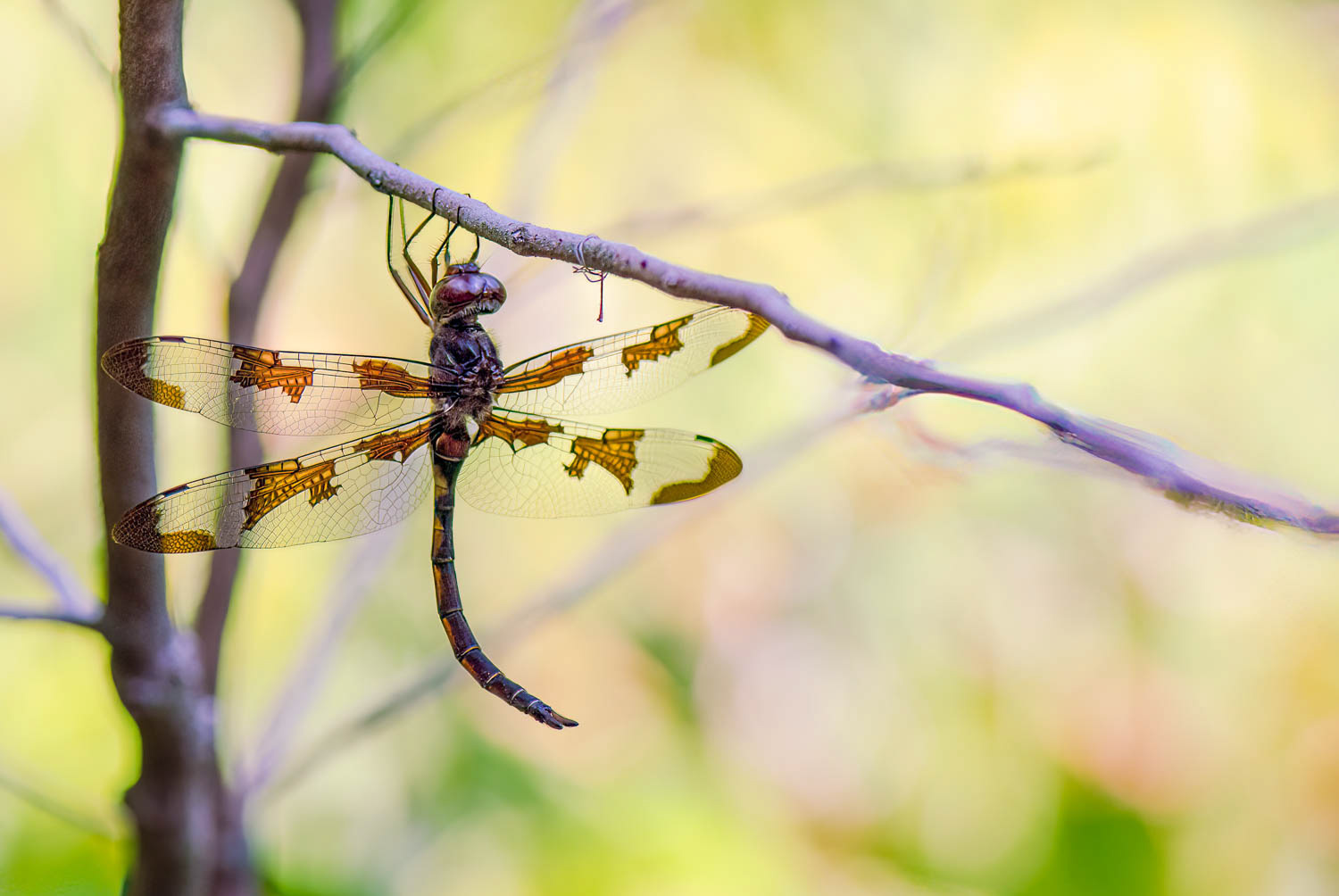 Prince Baskettail (Epitheca princeps)