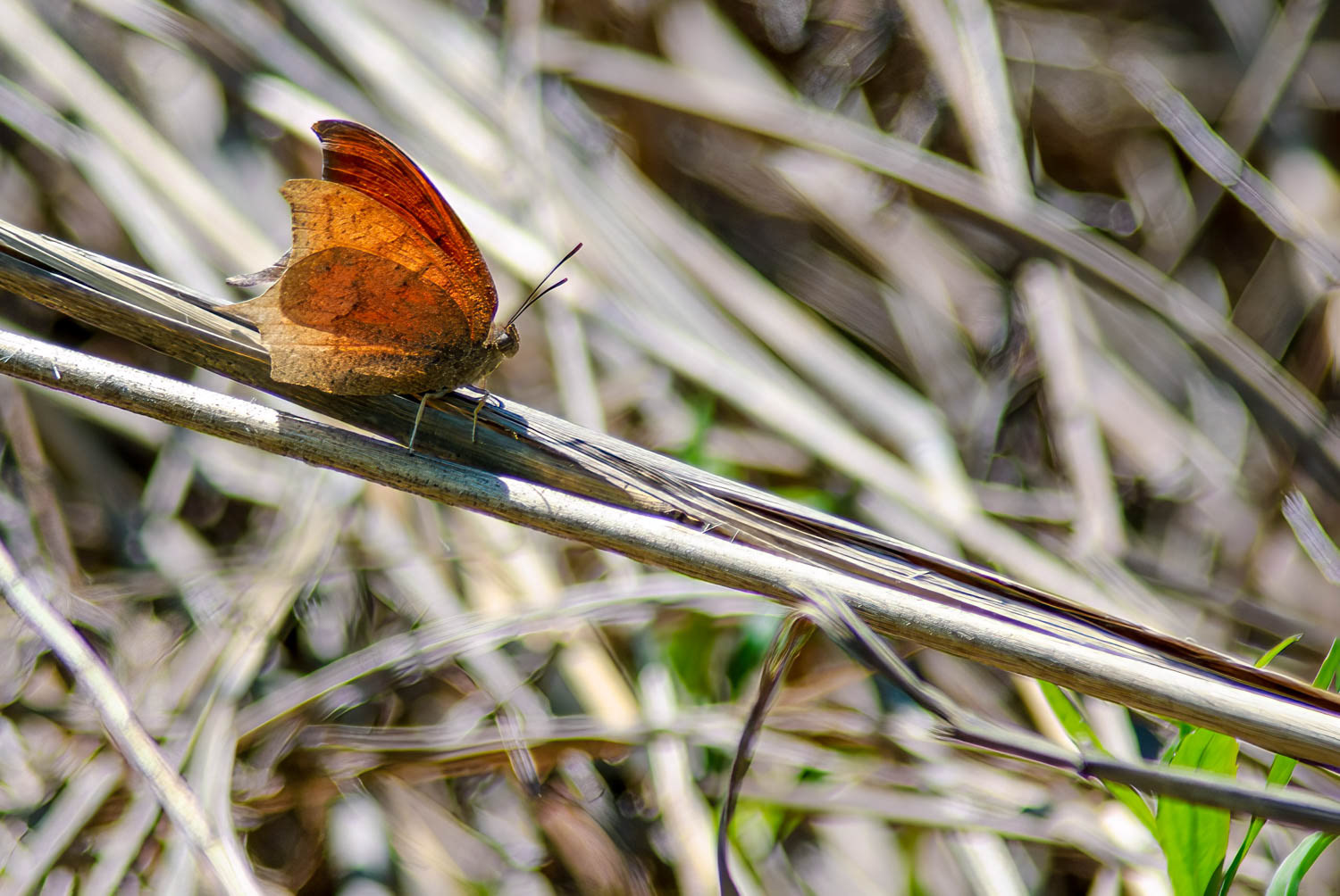 Goatweed Leafwing (Anaea andria)